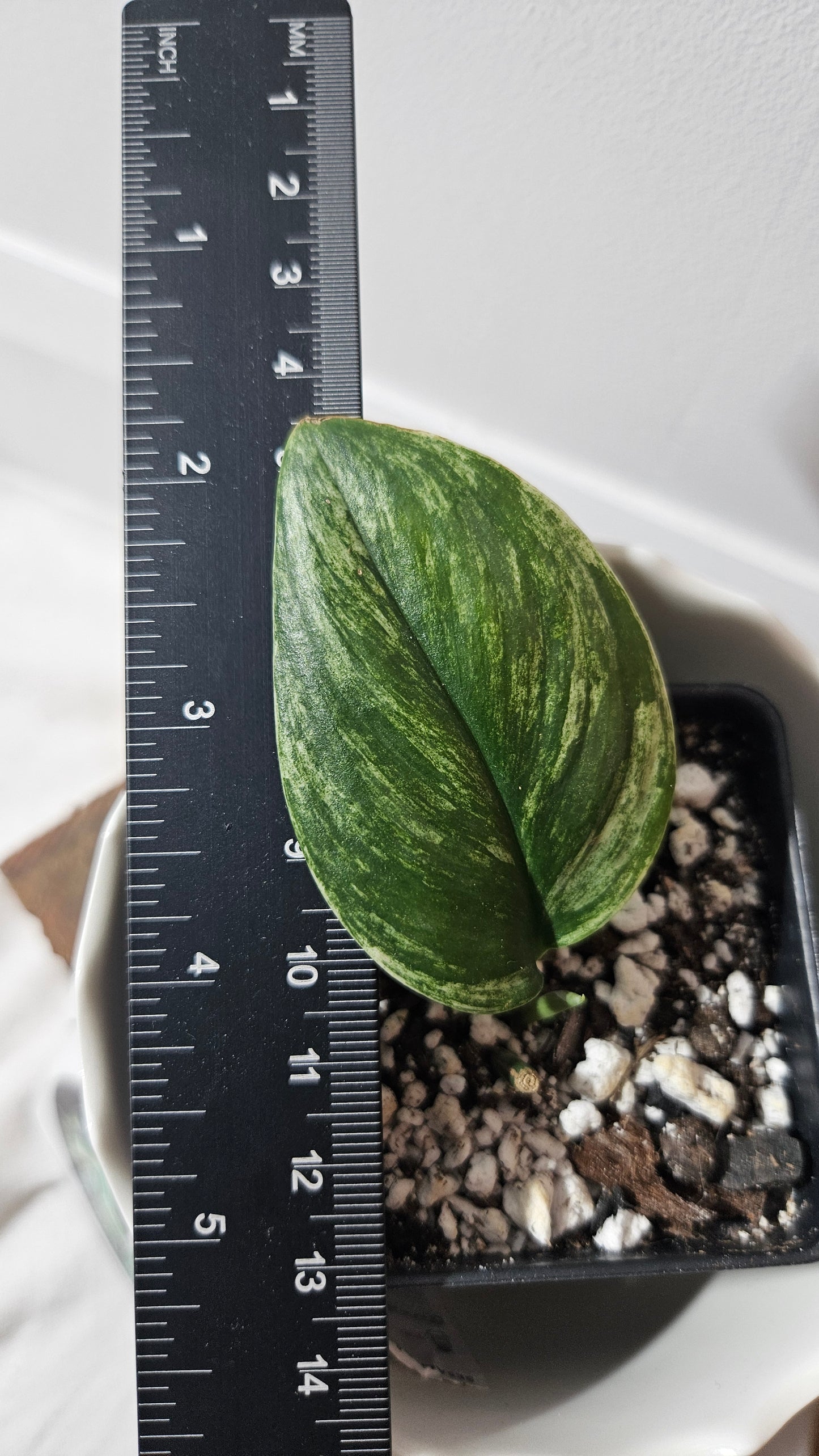 Scindapsus Treubii Moonlight White Mint (SCI-80)