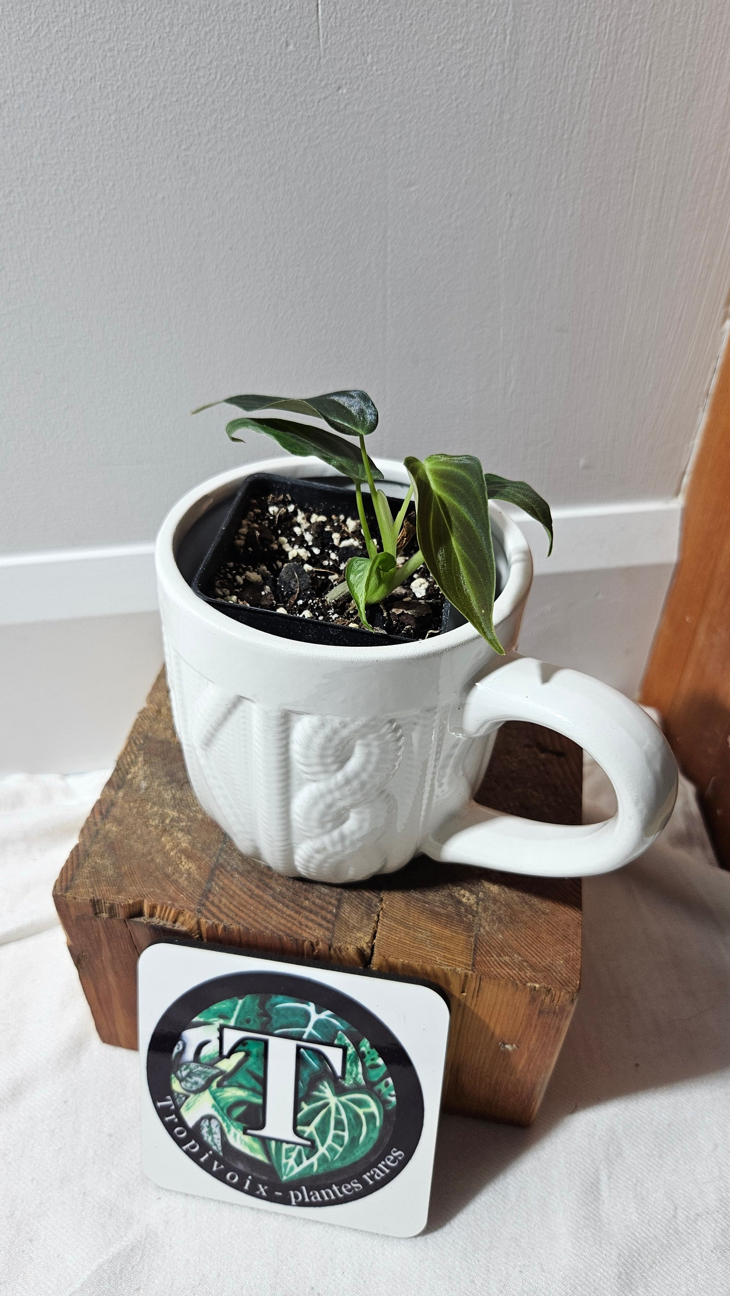 Philodendron Splendide (PHI-905)