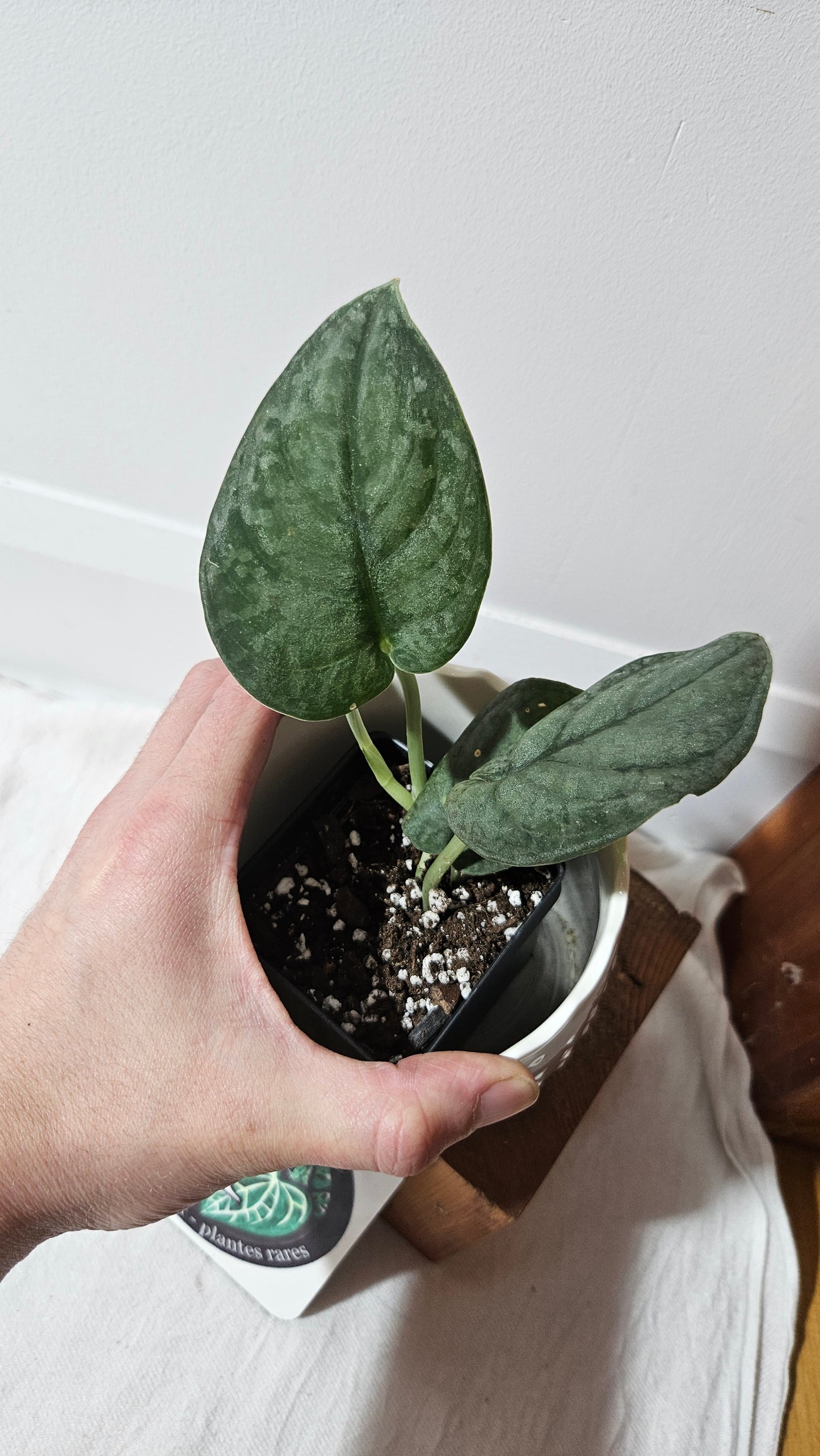 Scindapsus Dark Splash Bornéo (SCI-1019)