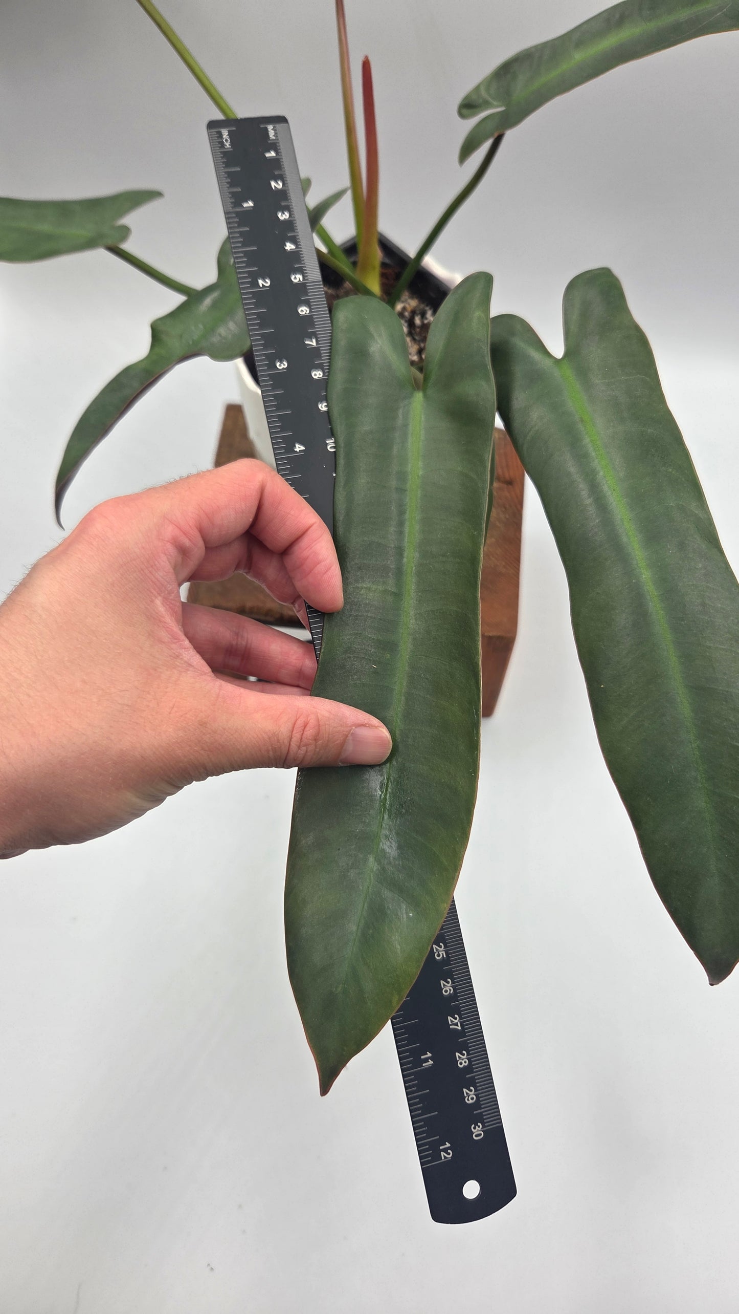 Philodendron Atabenpoense (PHI-1036)