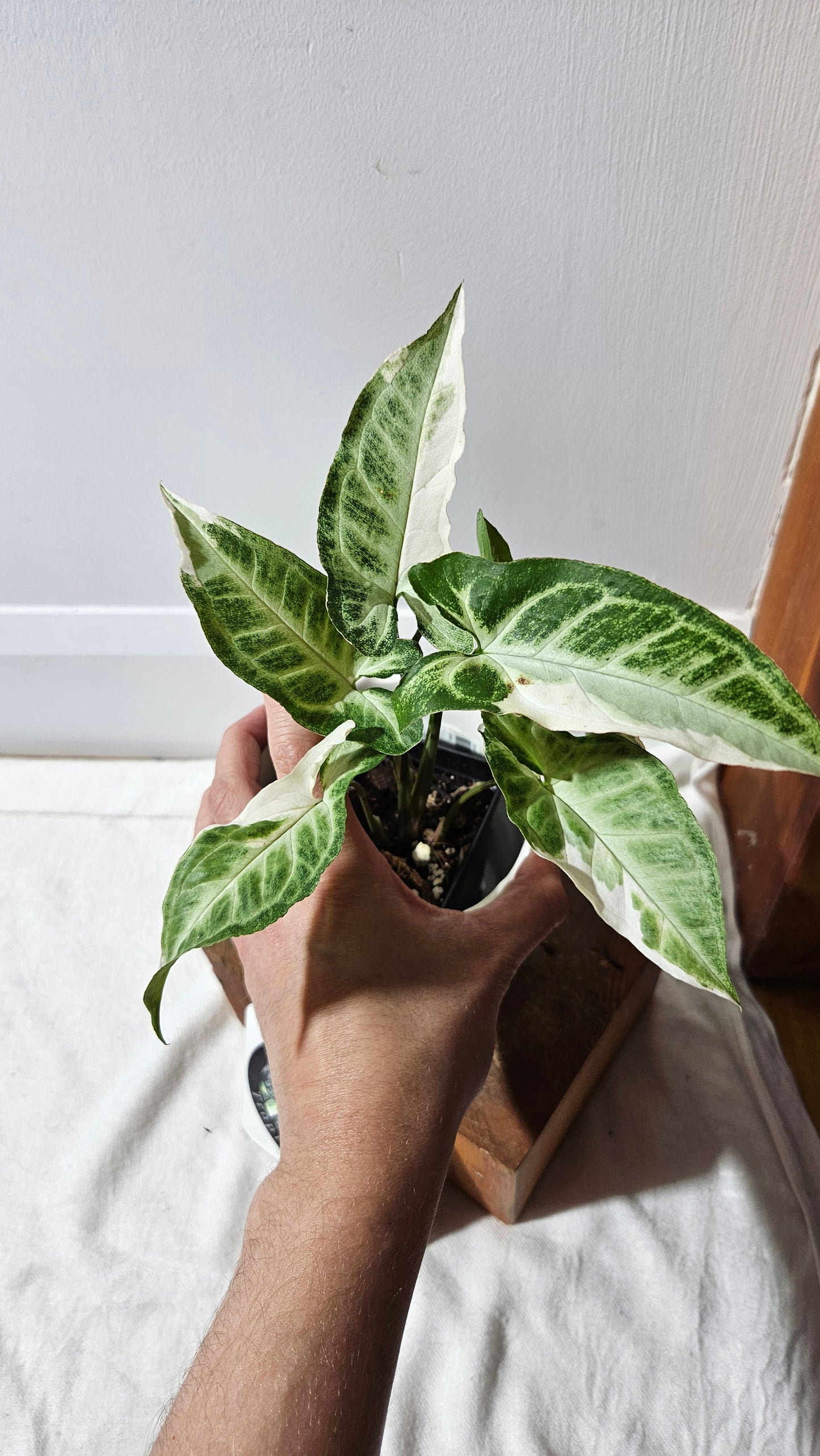 Syngonium T25 (SYN-430)