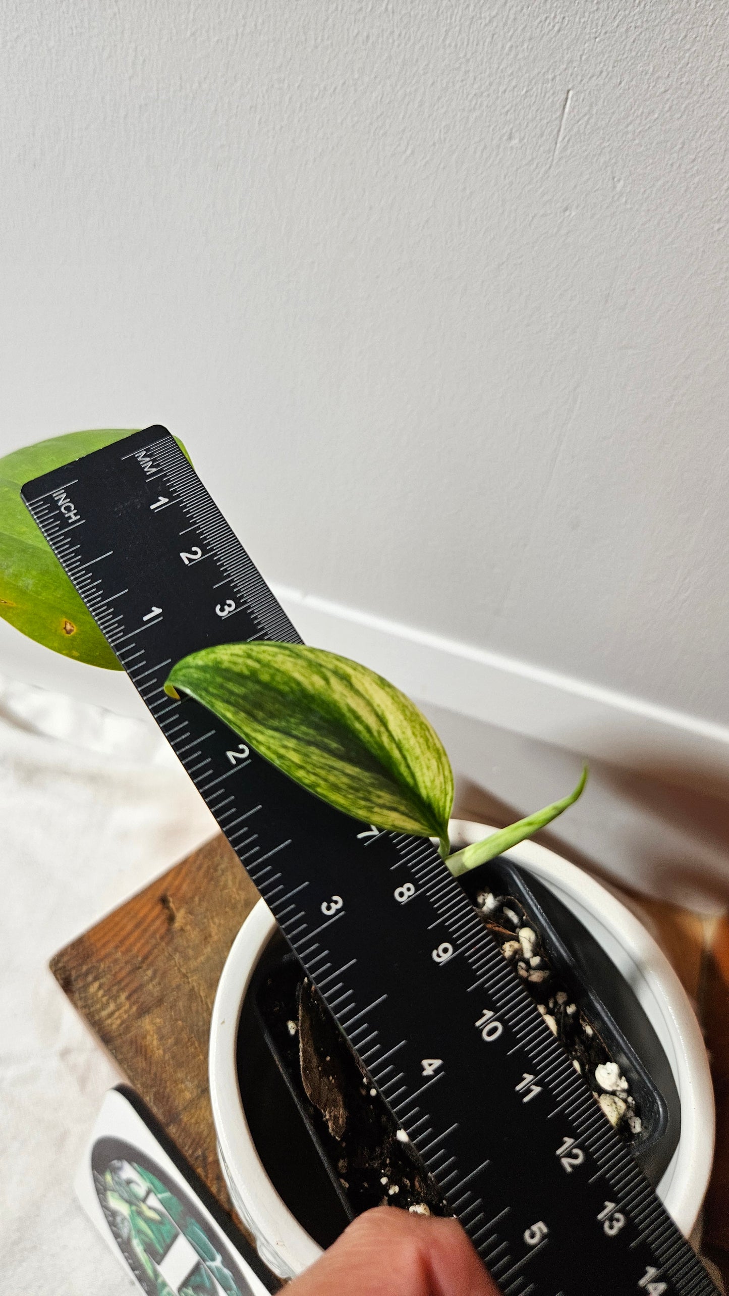 Scindapsus Longistipitatum Mint (SCI-1315)