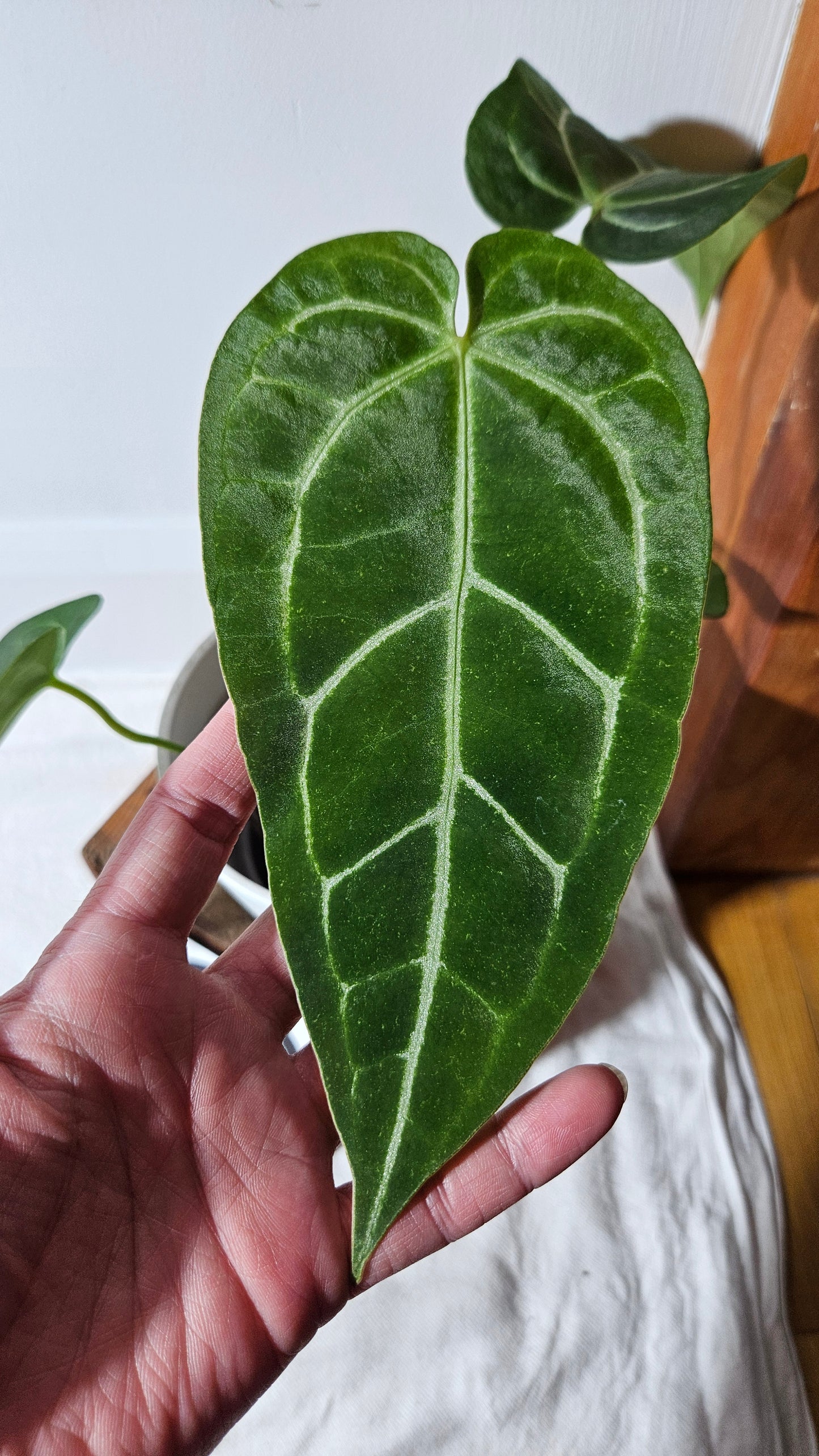 Anthurium Forgetti X Magnificum "format MOYEN/LARGE" (ANT-410)