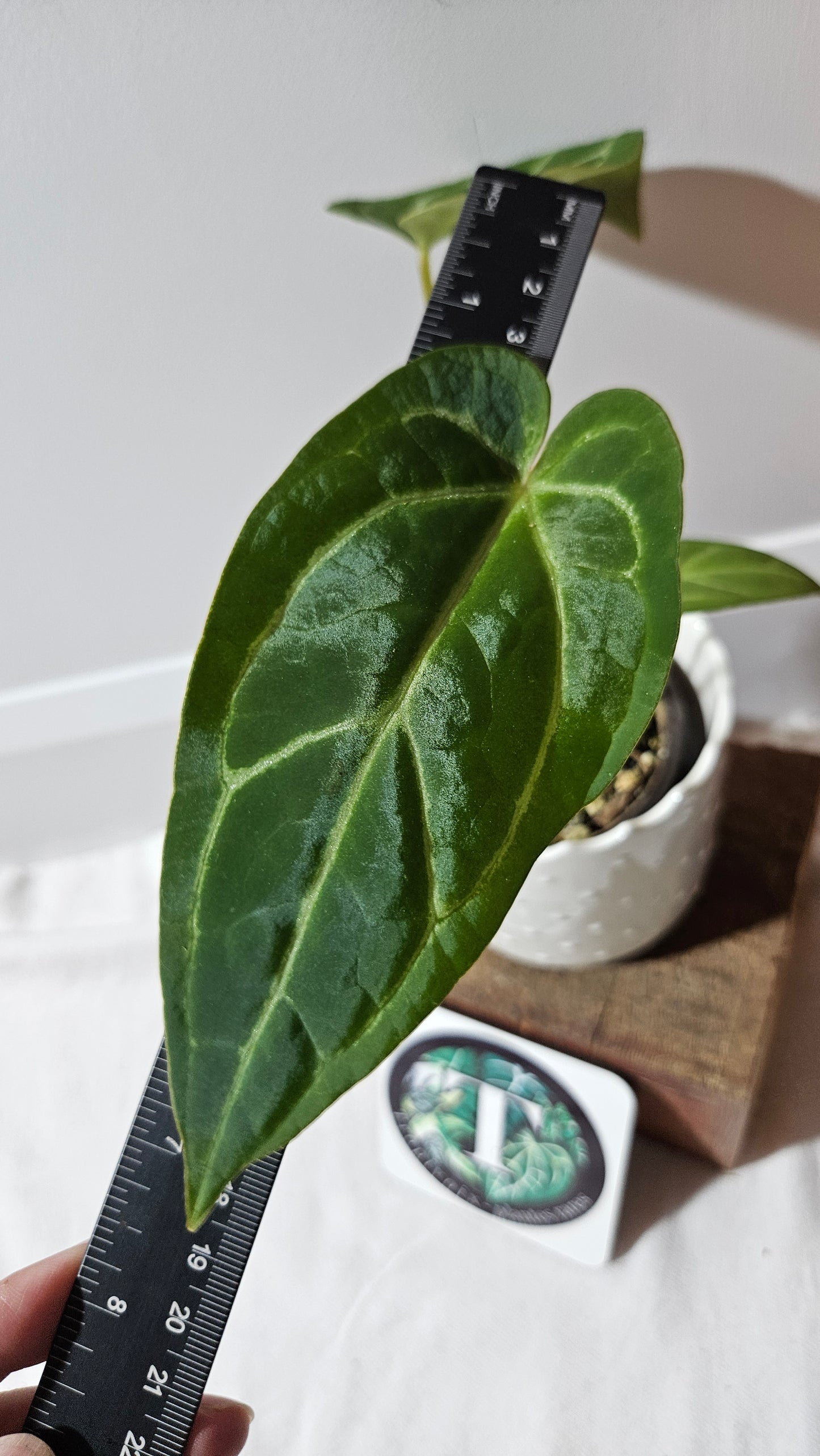 Anthurium Papi x Magnificum "SEEDLING format" (ANT-142)