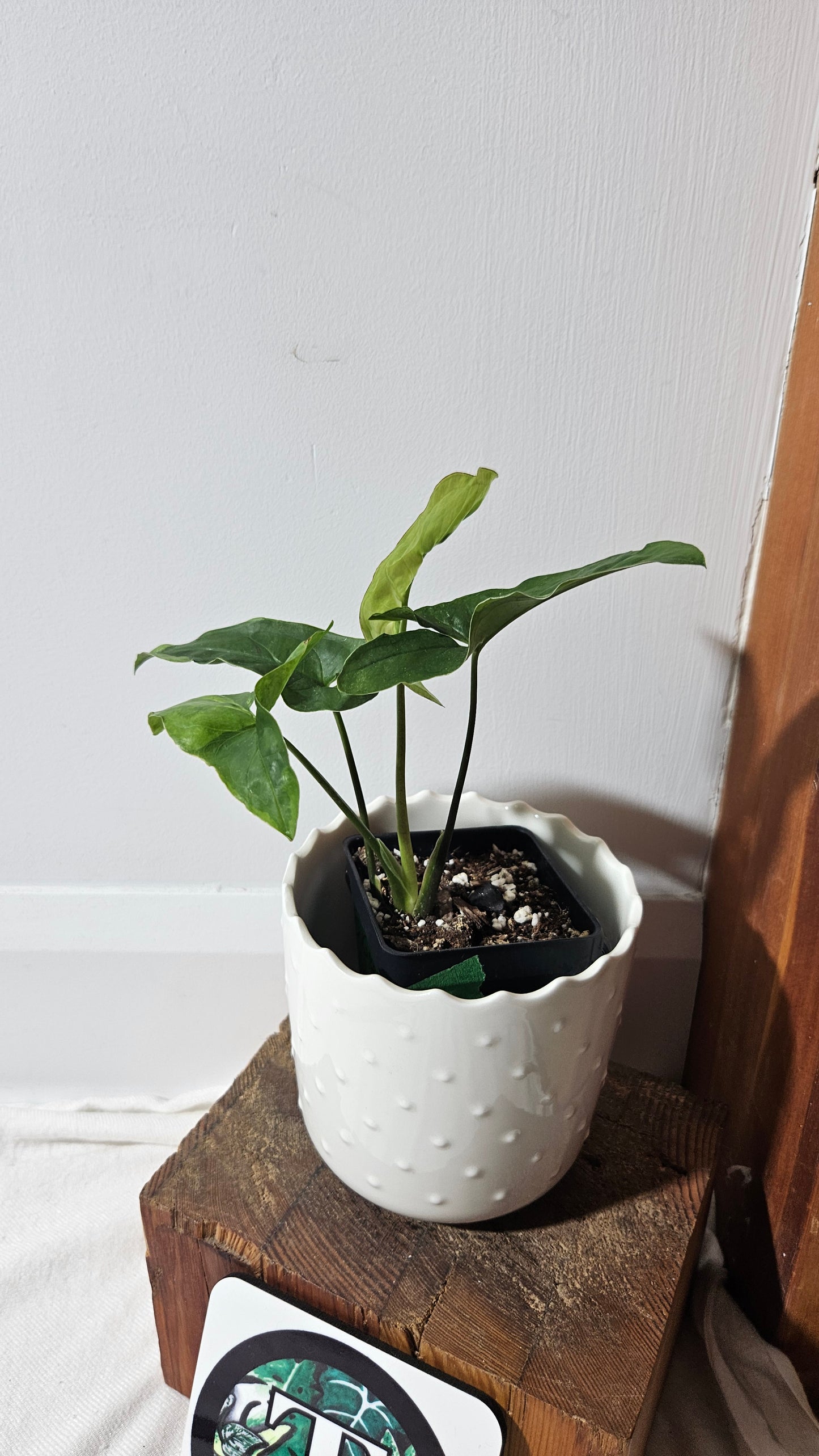 Syngonium Green Beauty (SYN-447)