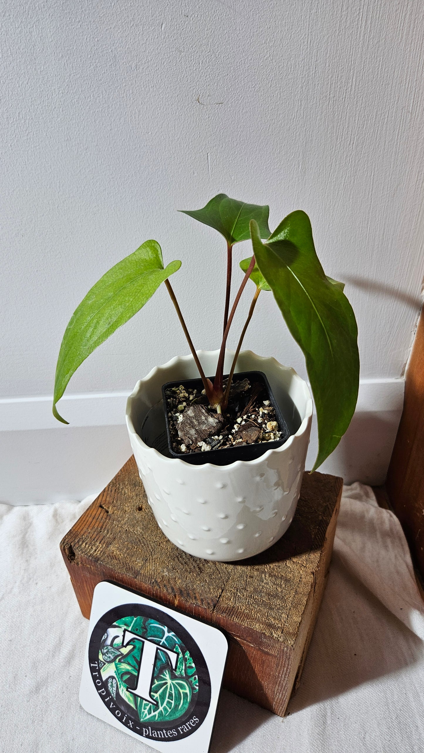 Anthurium Pinkleyi "SEEDLING format" (ANT-189)