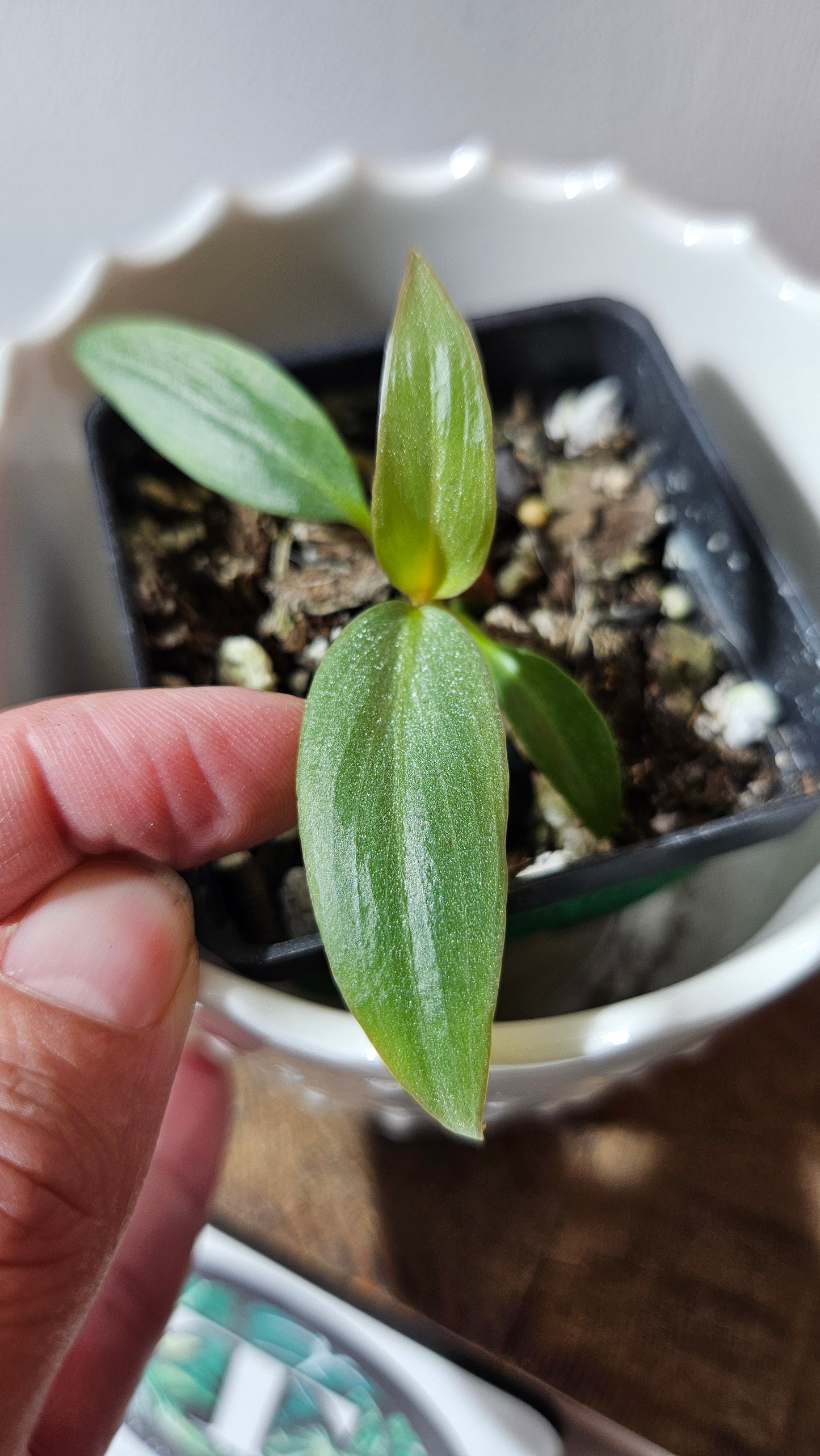 Philodendron Maximum (PHI-879)