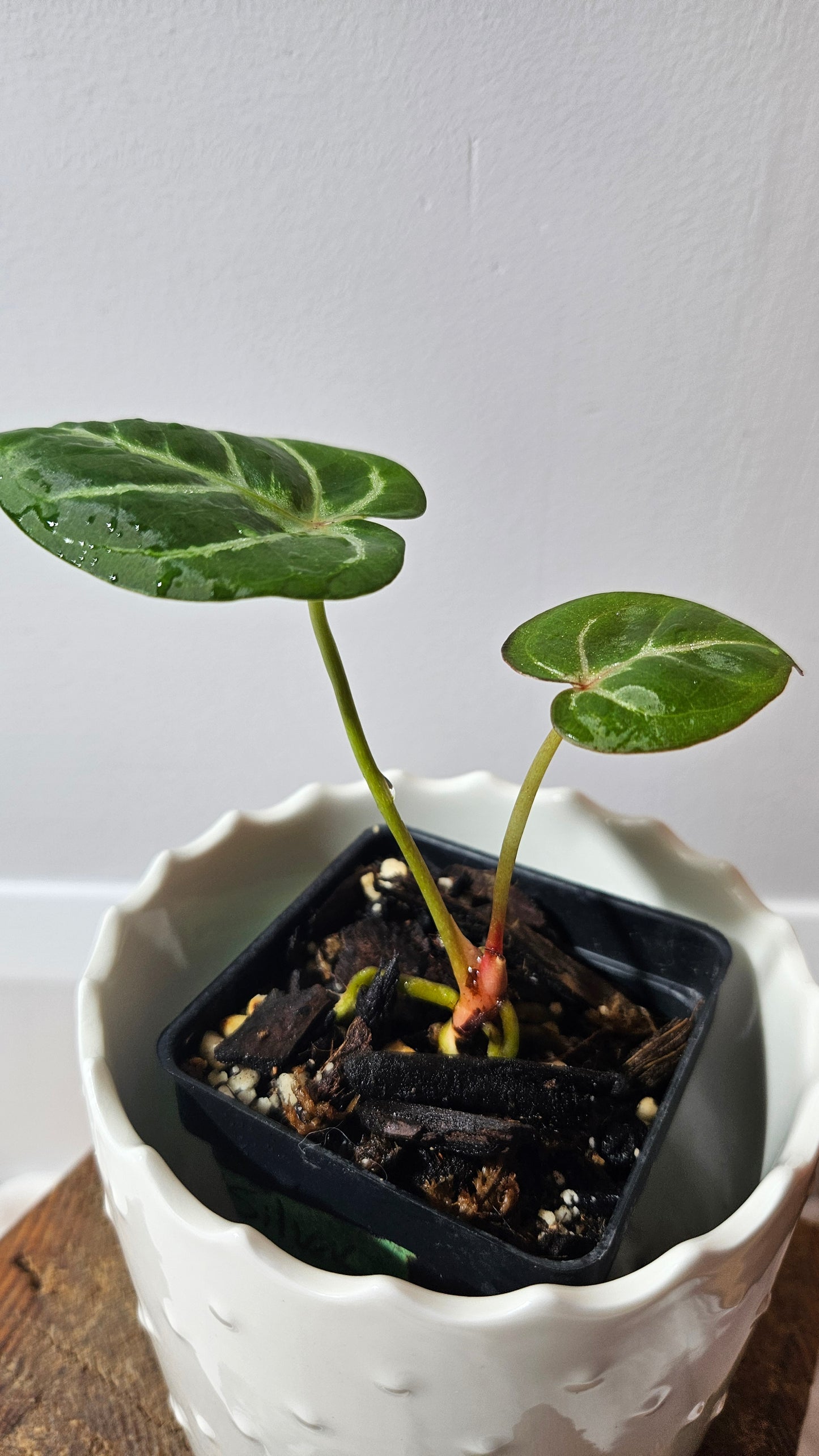 Anthurium Hoffmanii Red Sinus X Silver Hope (ANT-274)