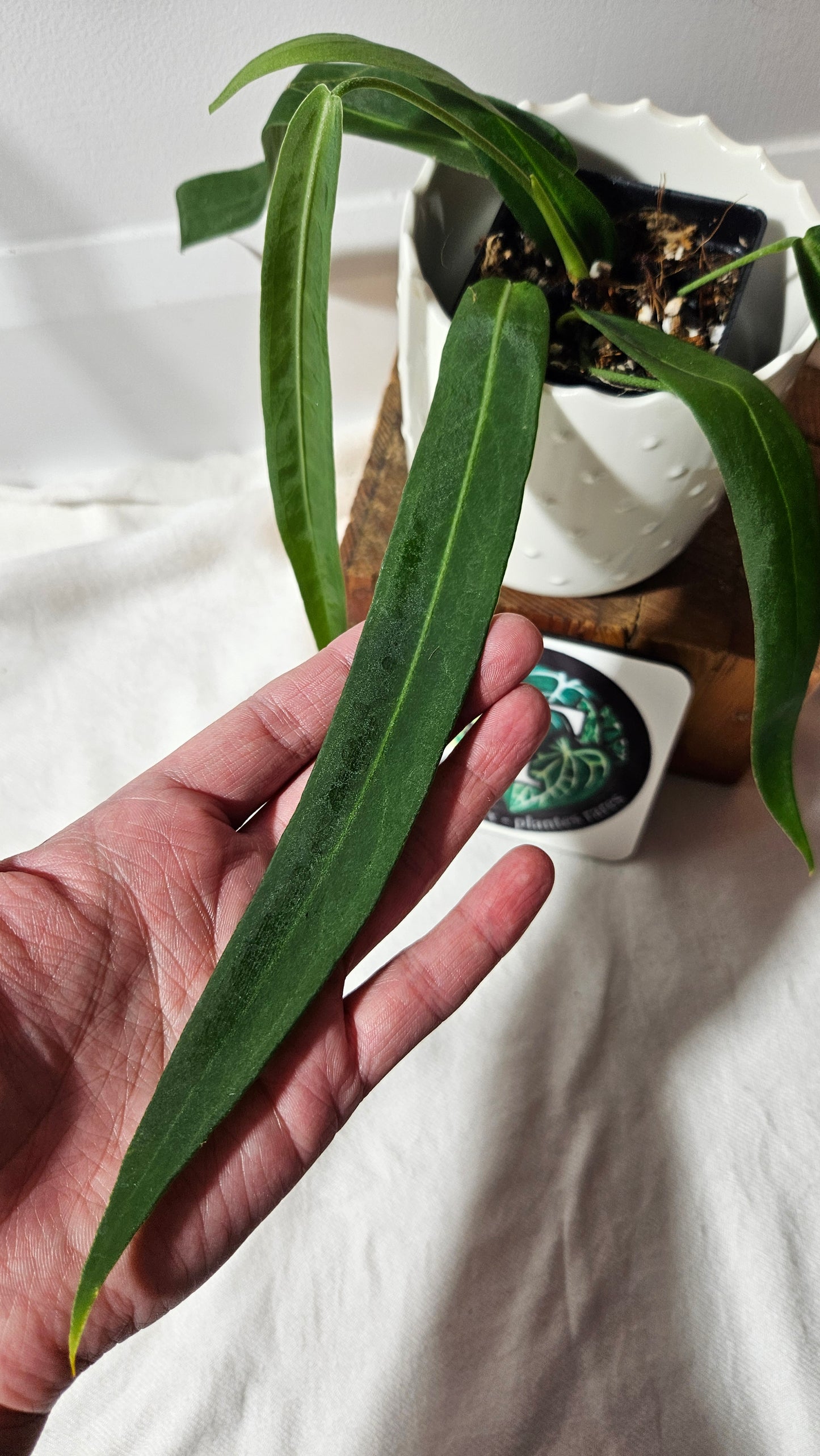 Anthurium Pallidiflorum Narrow "format MOYEN"(ANT-420)