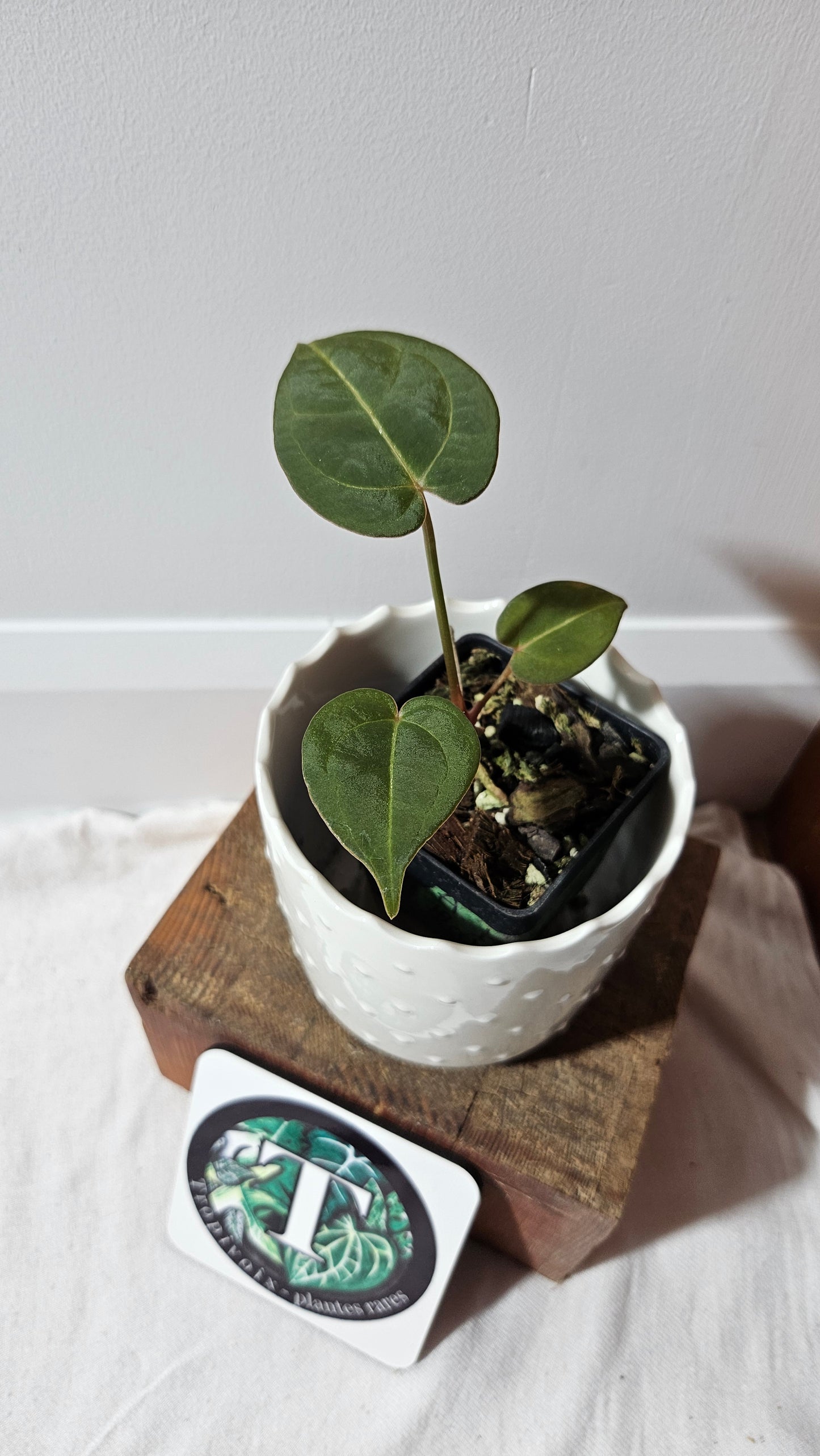 Anthurium Hoffmanii Red Dot (ANT-469)