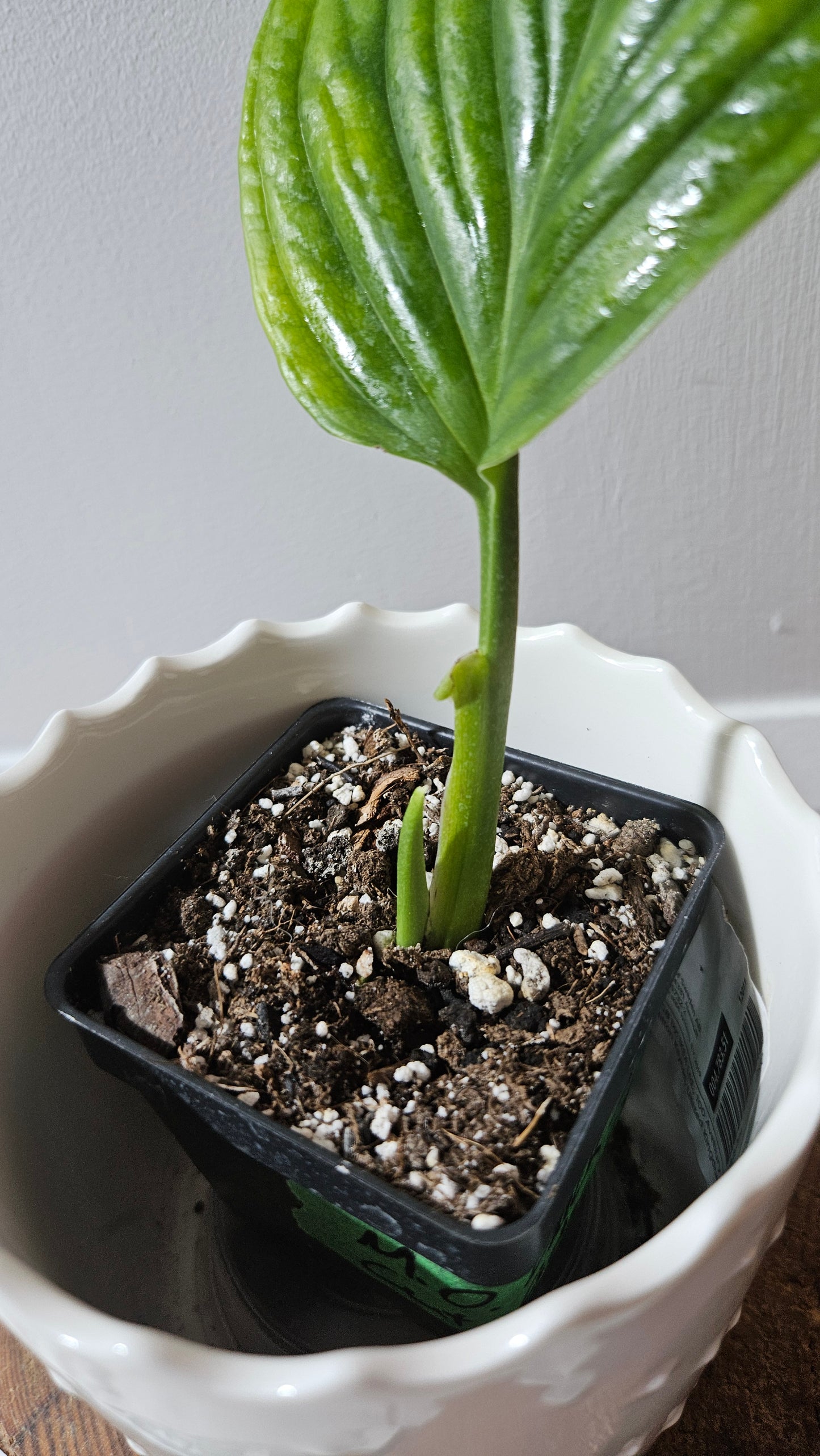 Monstera Obliqua Aff Black Strypes (MON-425)