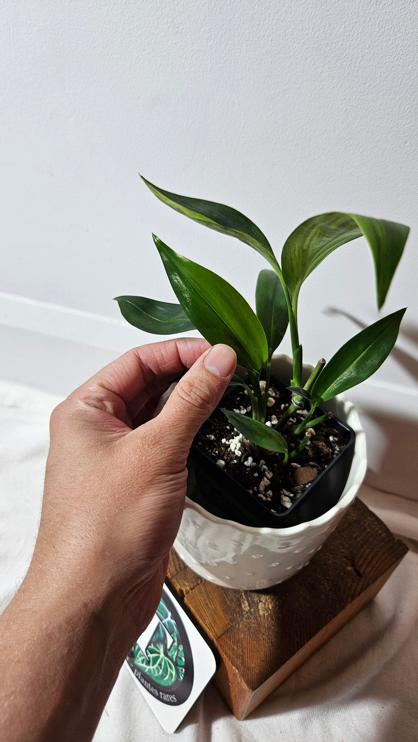 Epipremnum Amplissinum Variegata (EPI-217)