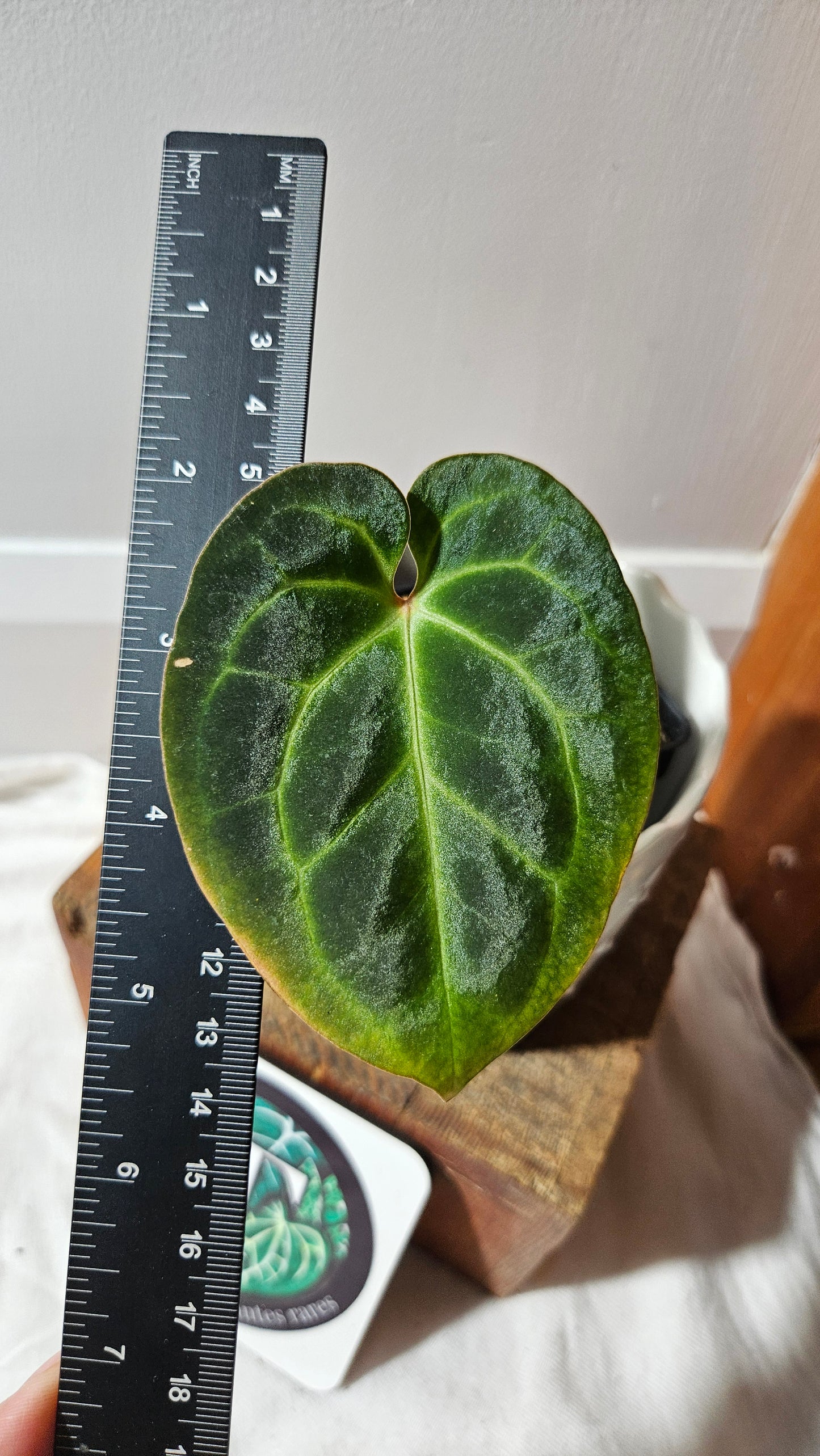 Anthurium Besseae Aff "Format PETIT" (ANT-441)