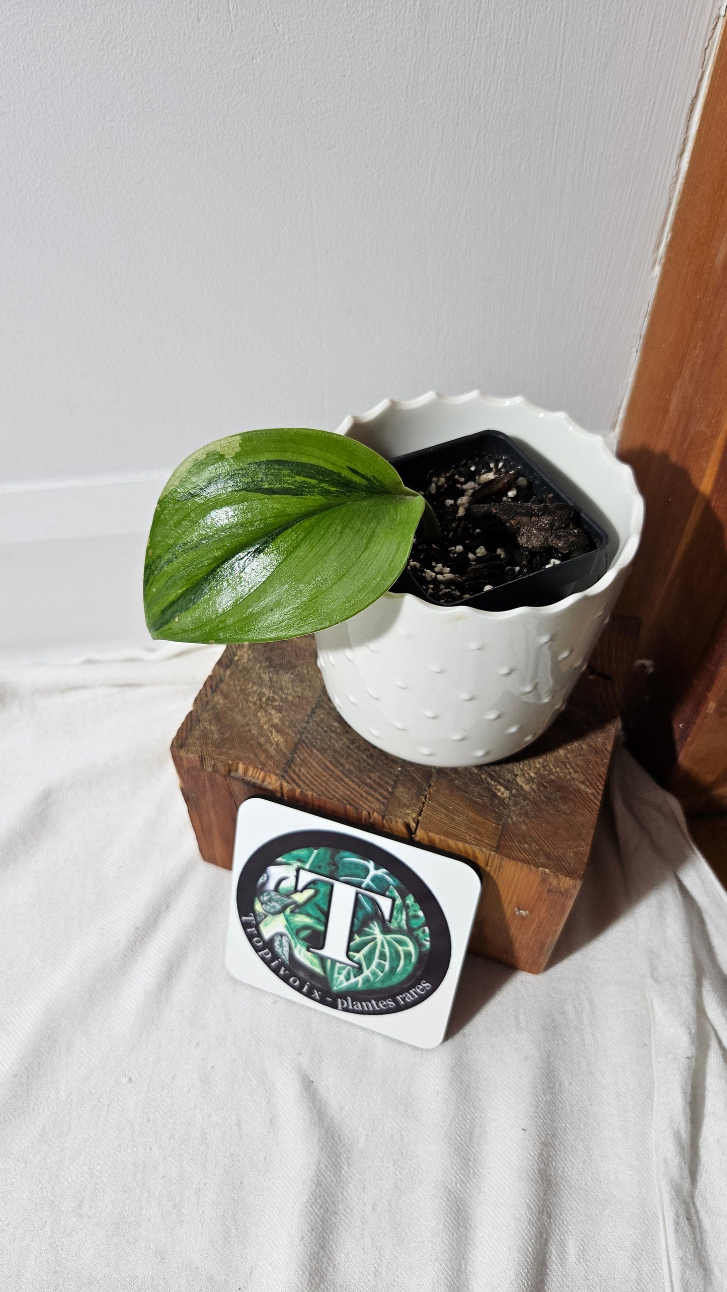 Scindapsus Treubii Moonlight "Green on green" (SCI-1050)