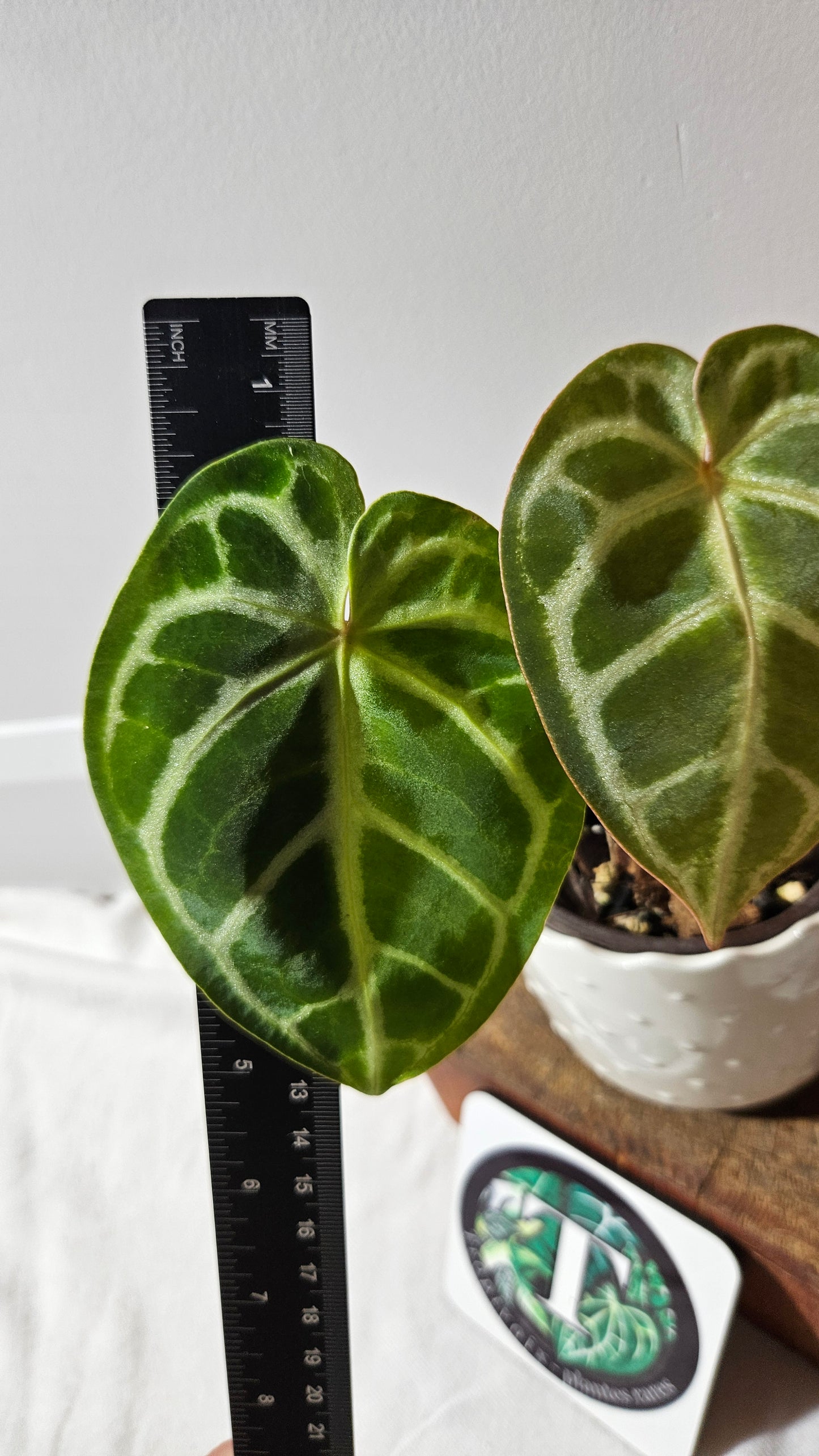 Anthurium Domino Hybrid "format PETIT" (ANT-522)