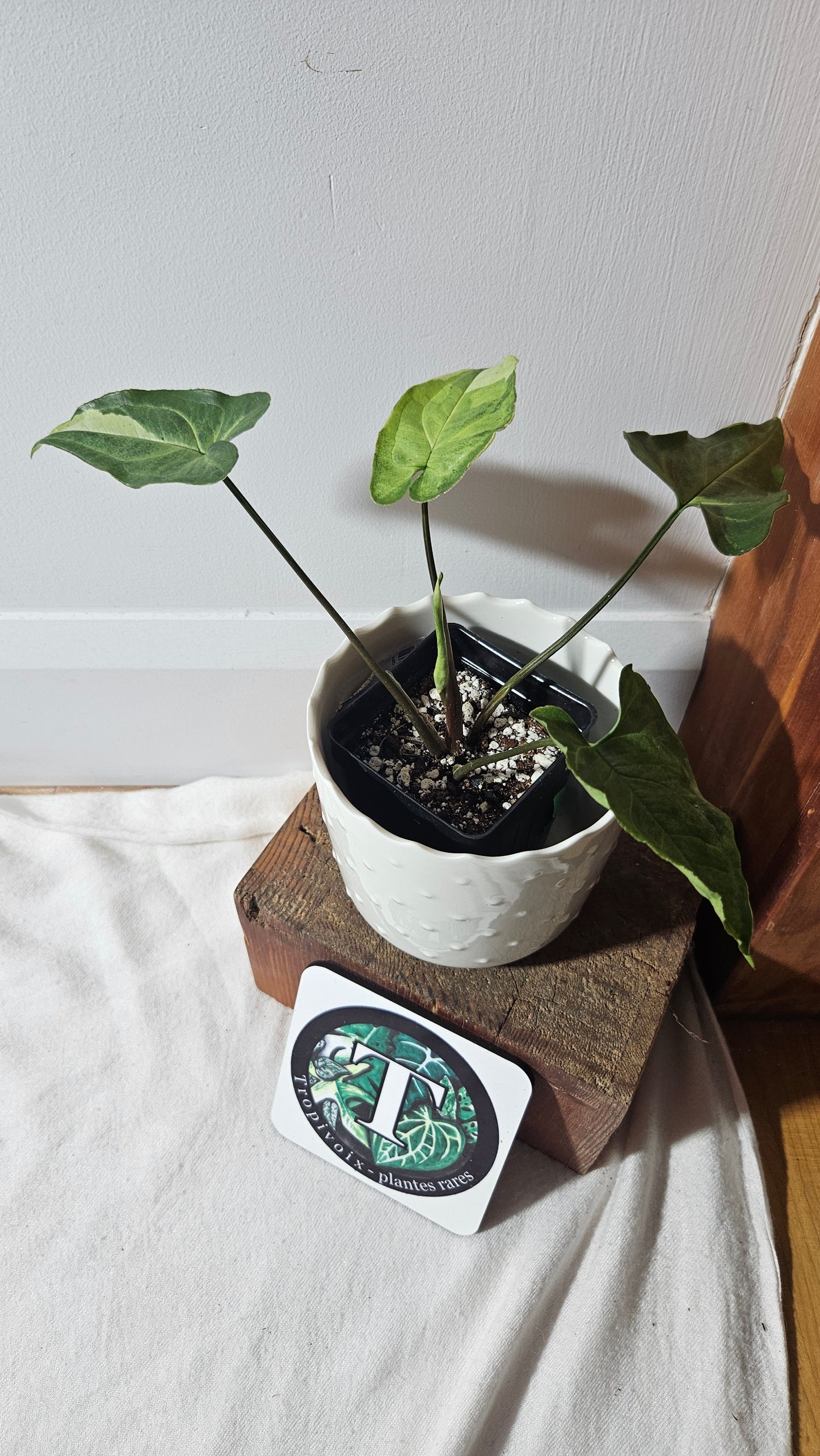 Syngonium Three kings (SYN-417)