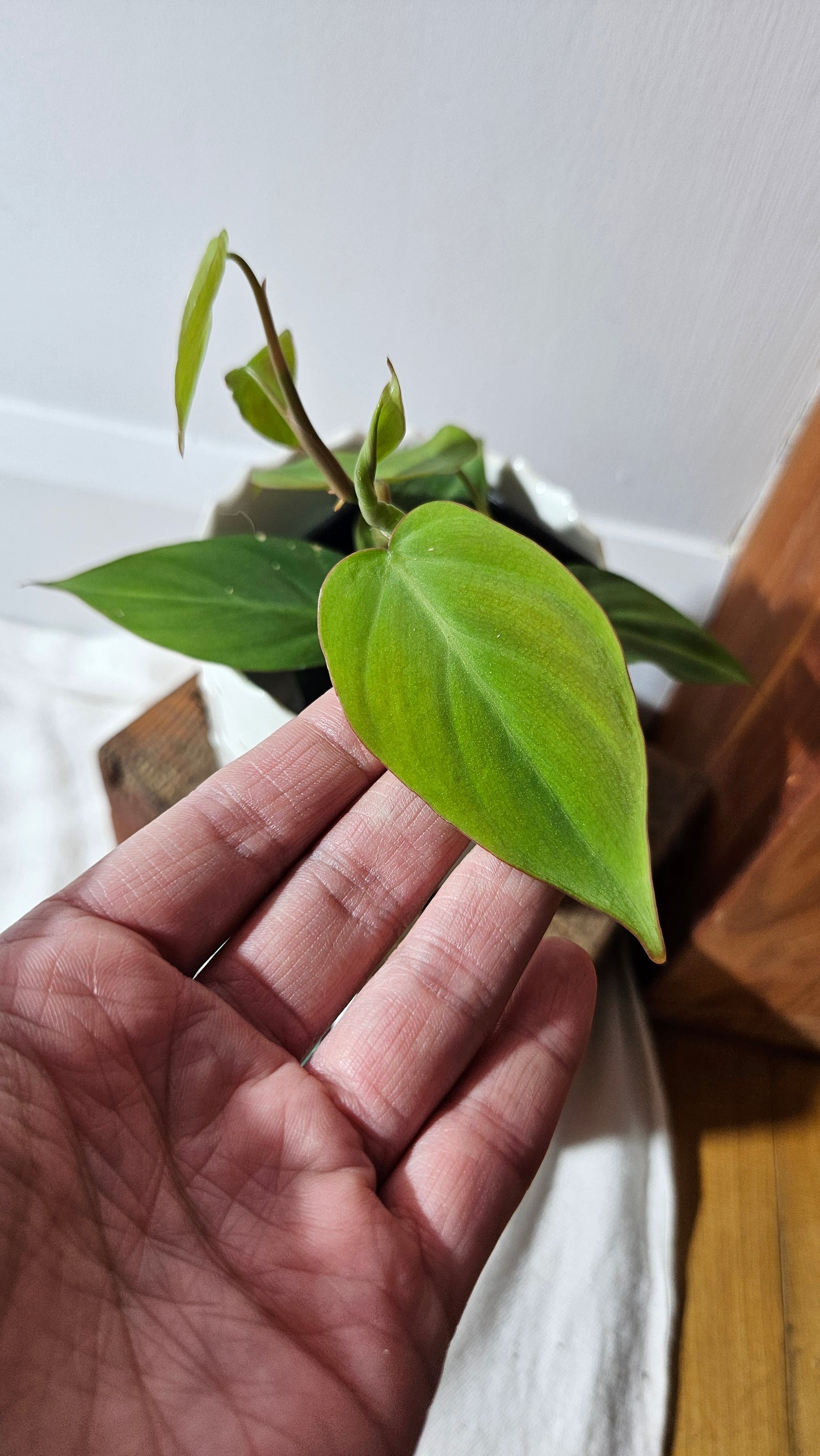 Philodendron Camposportoanum (PHI-780)
