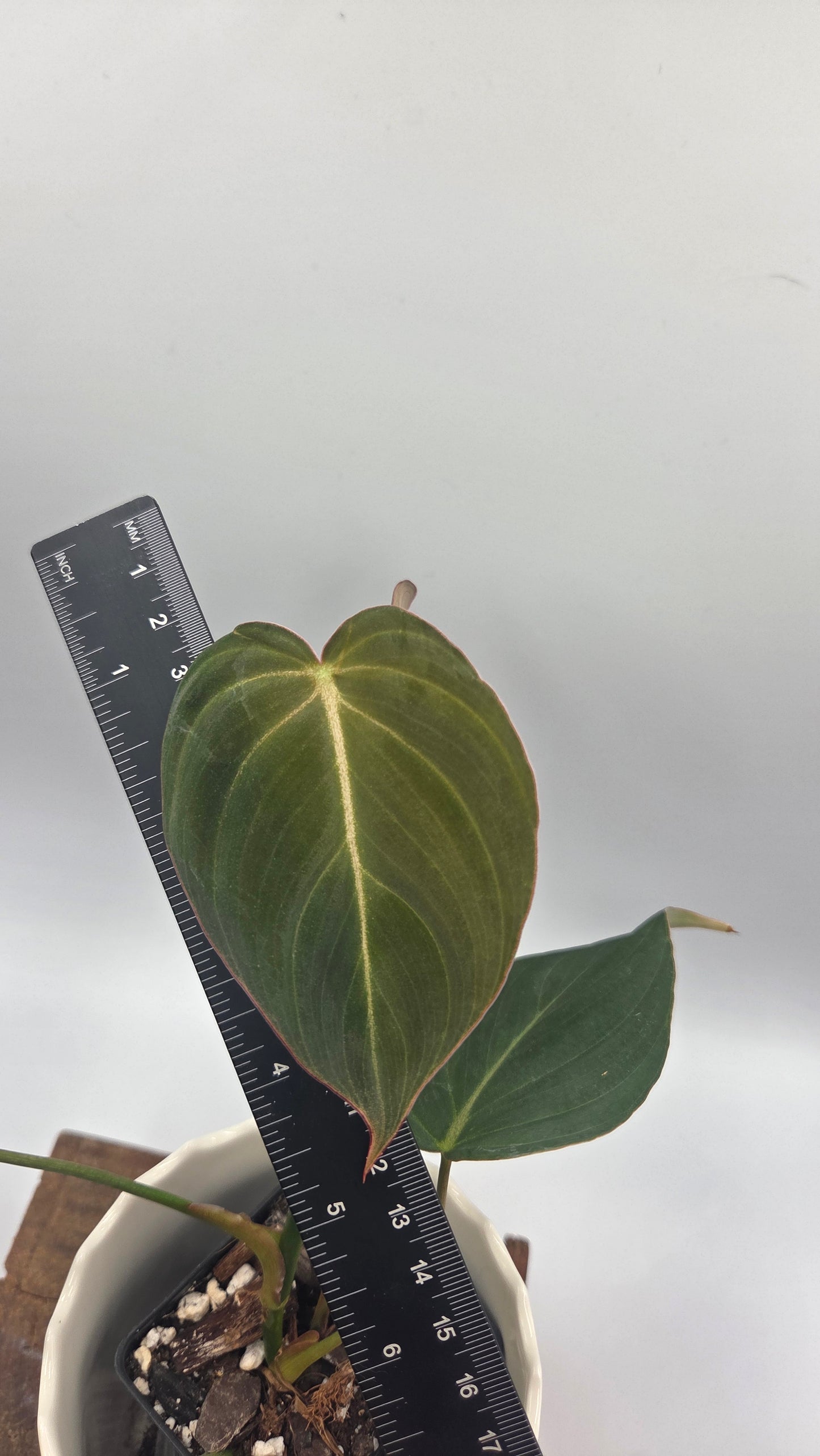 Philodendron Glorious (PHI-1039)