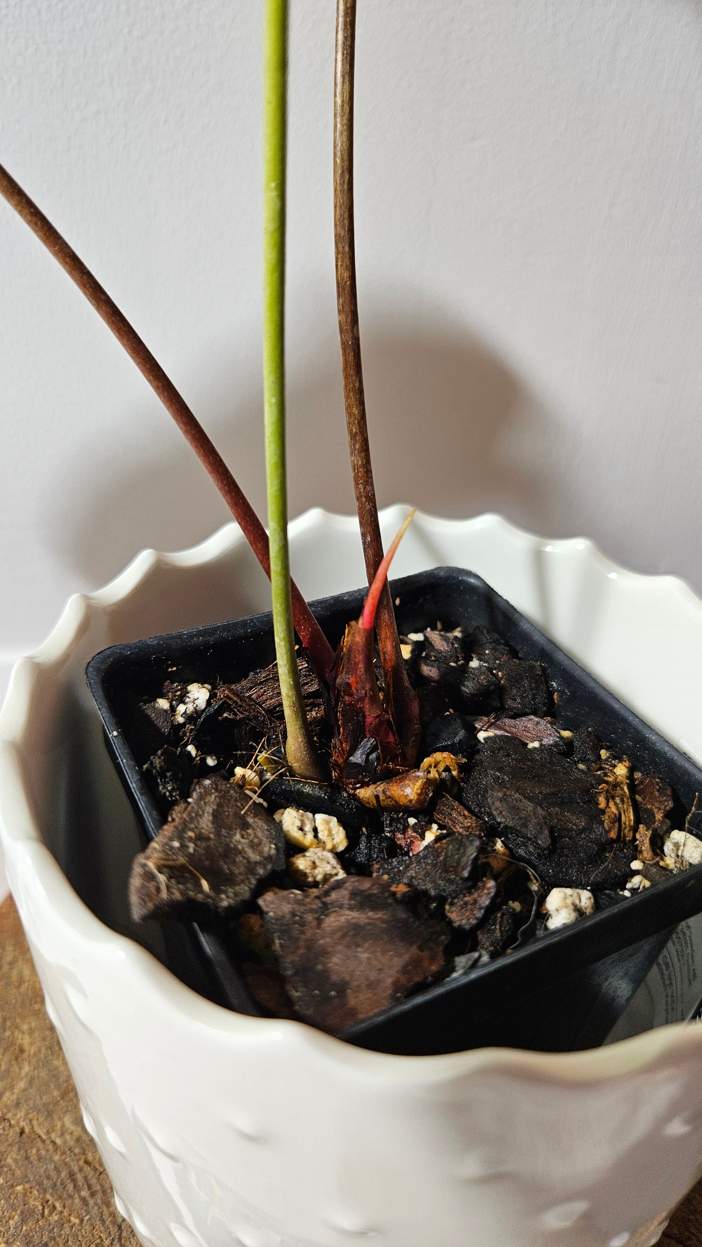 Anthurium Tremulum "format MOYEN" (ANT-481)