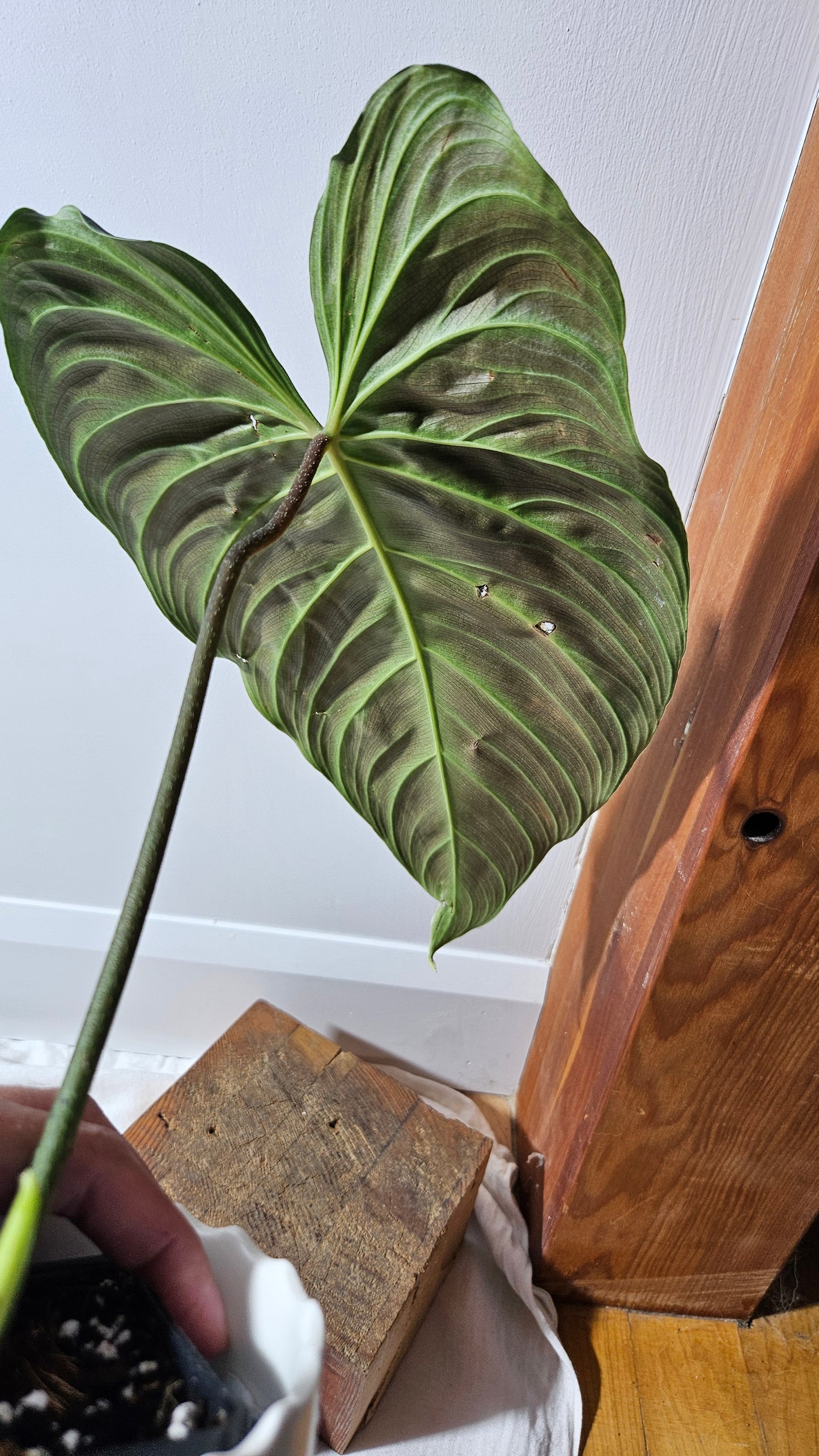 Philodendron Splendide "format XLARGE" (PHI-922)