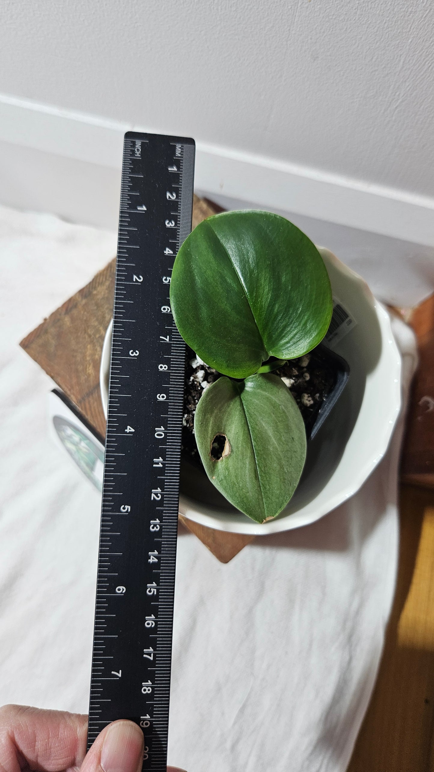 Scindapsus Moonlight Mint (SCI-746)