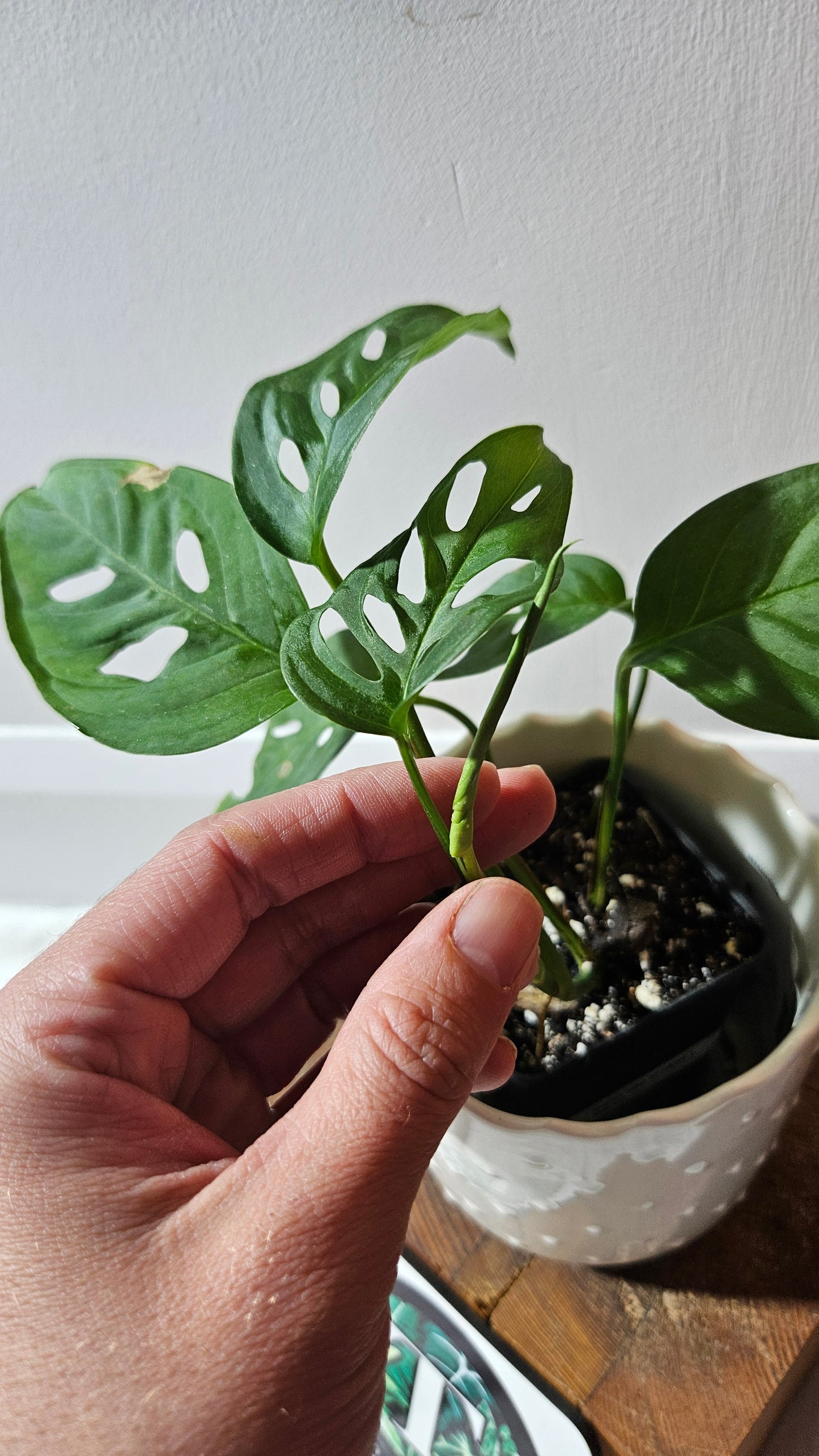 Monstera Obliqua Aff Indanza (MON-434)