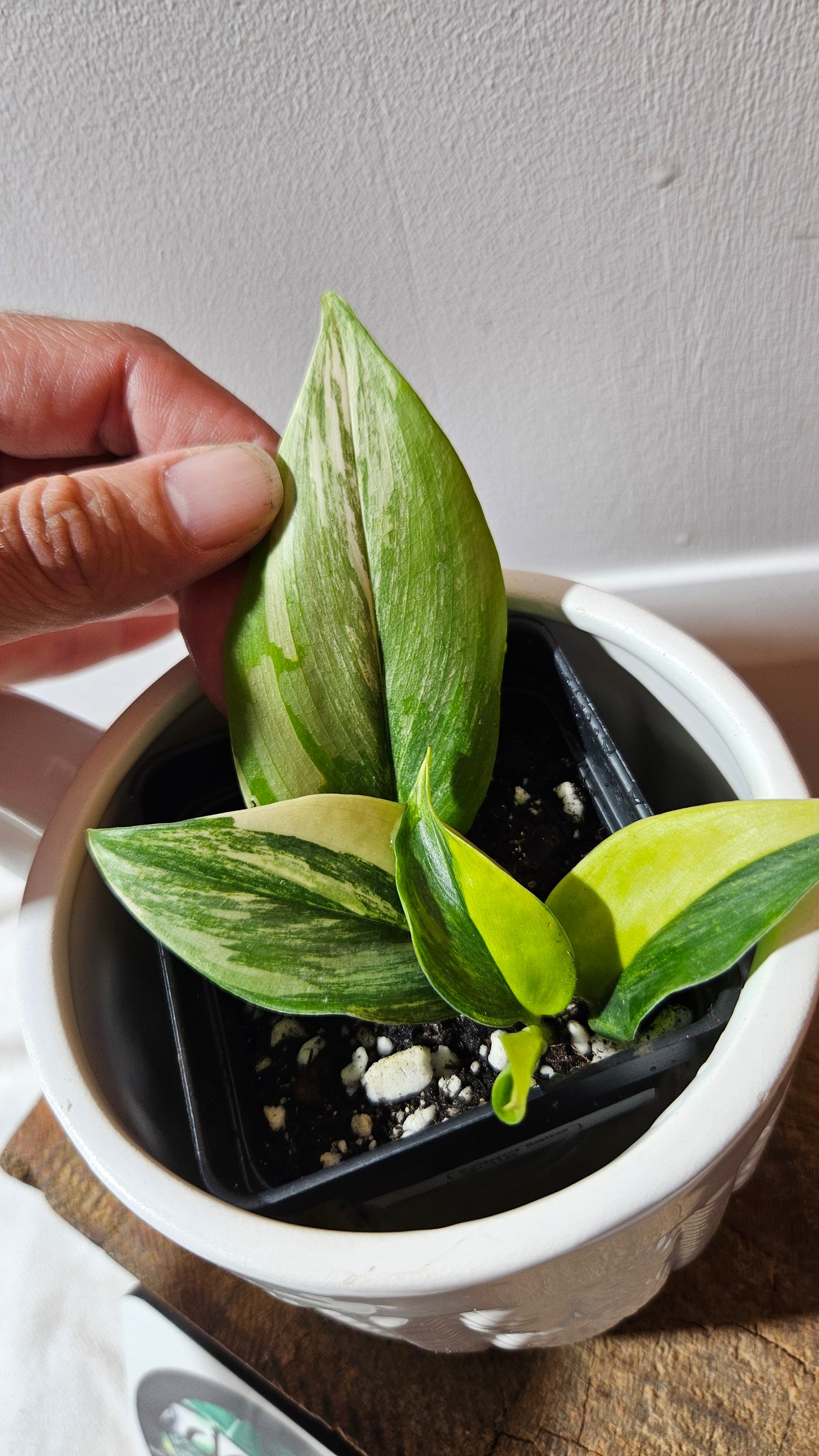 Scindapsus Rubicon (SCI-1149)
