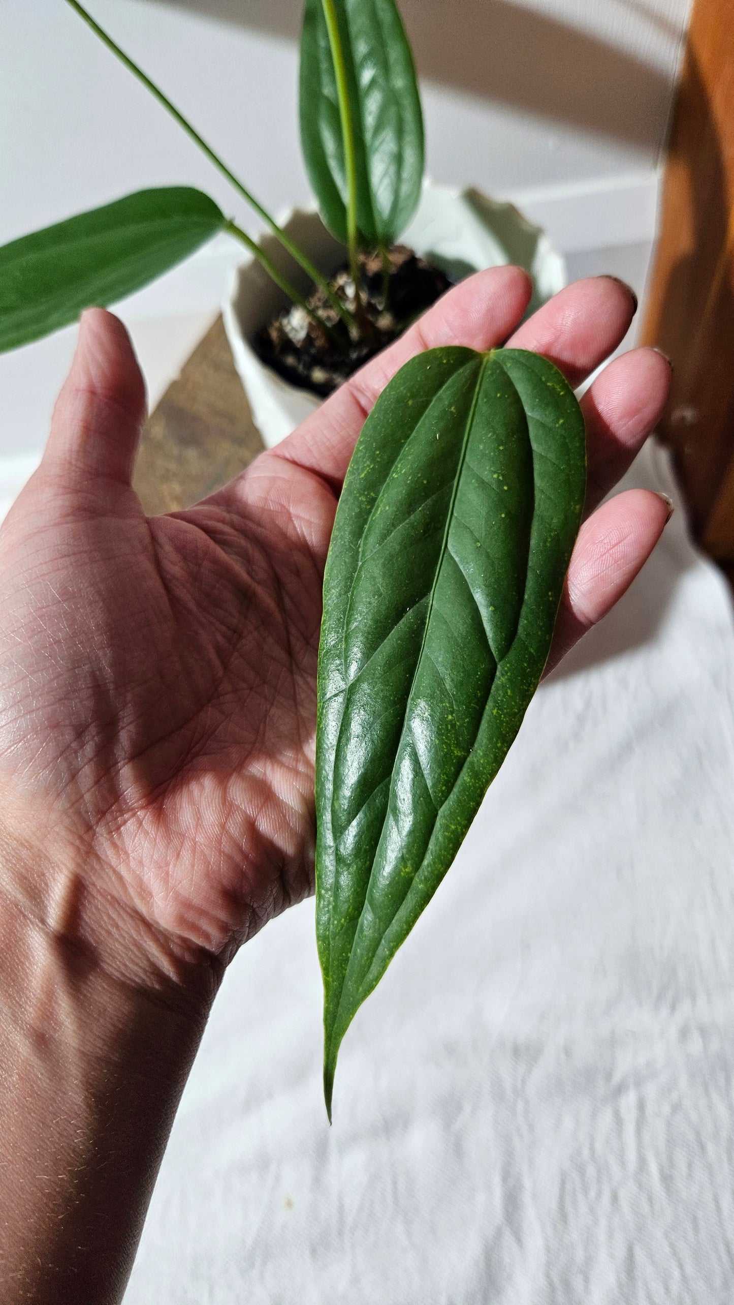 Anthurium Warocqueanum X Esmeraldas "format MOYEN"(ANT-428)