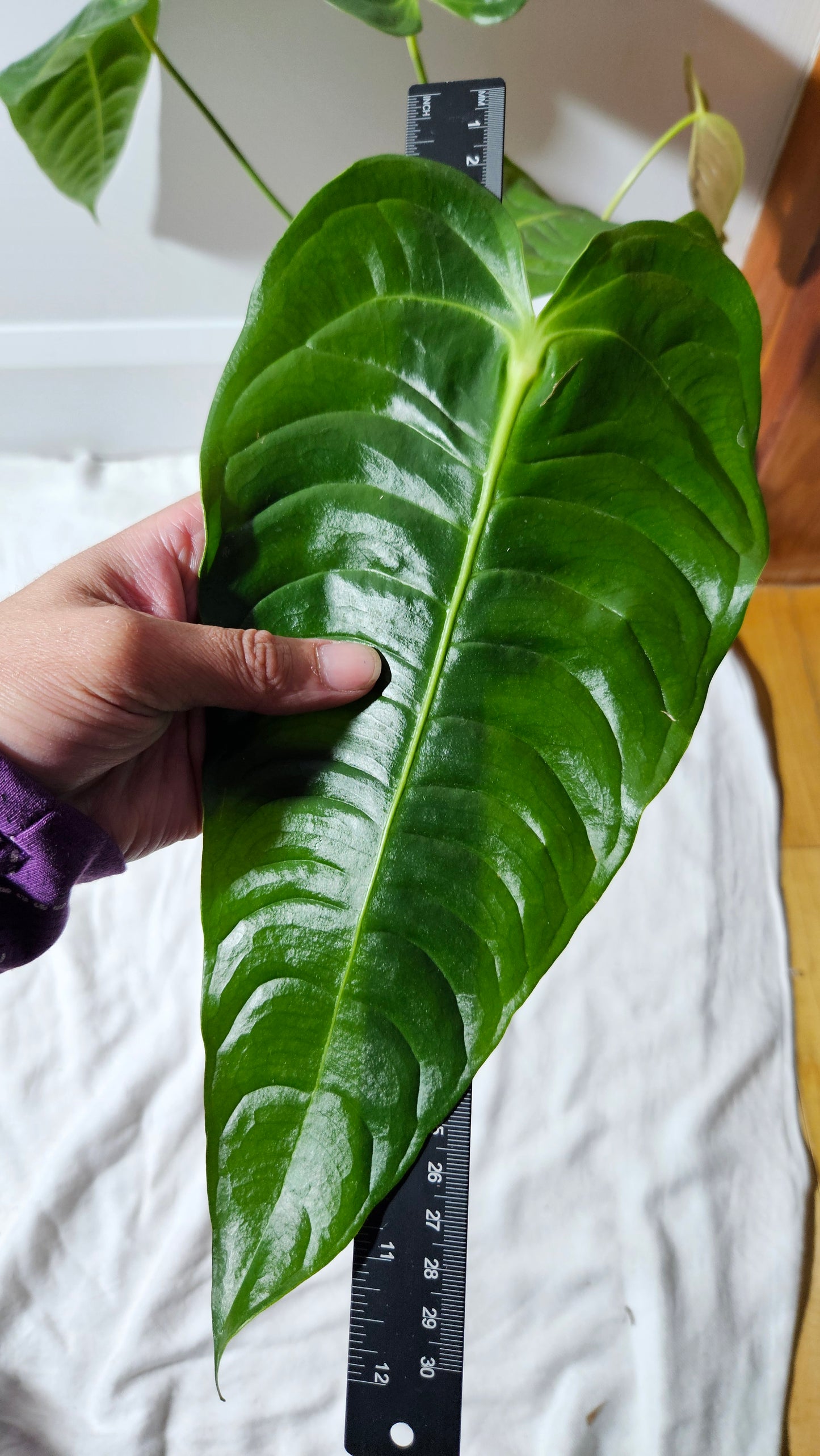 Anthurium Veitchii "format LARGE" (ANT-489)