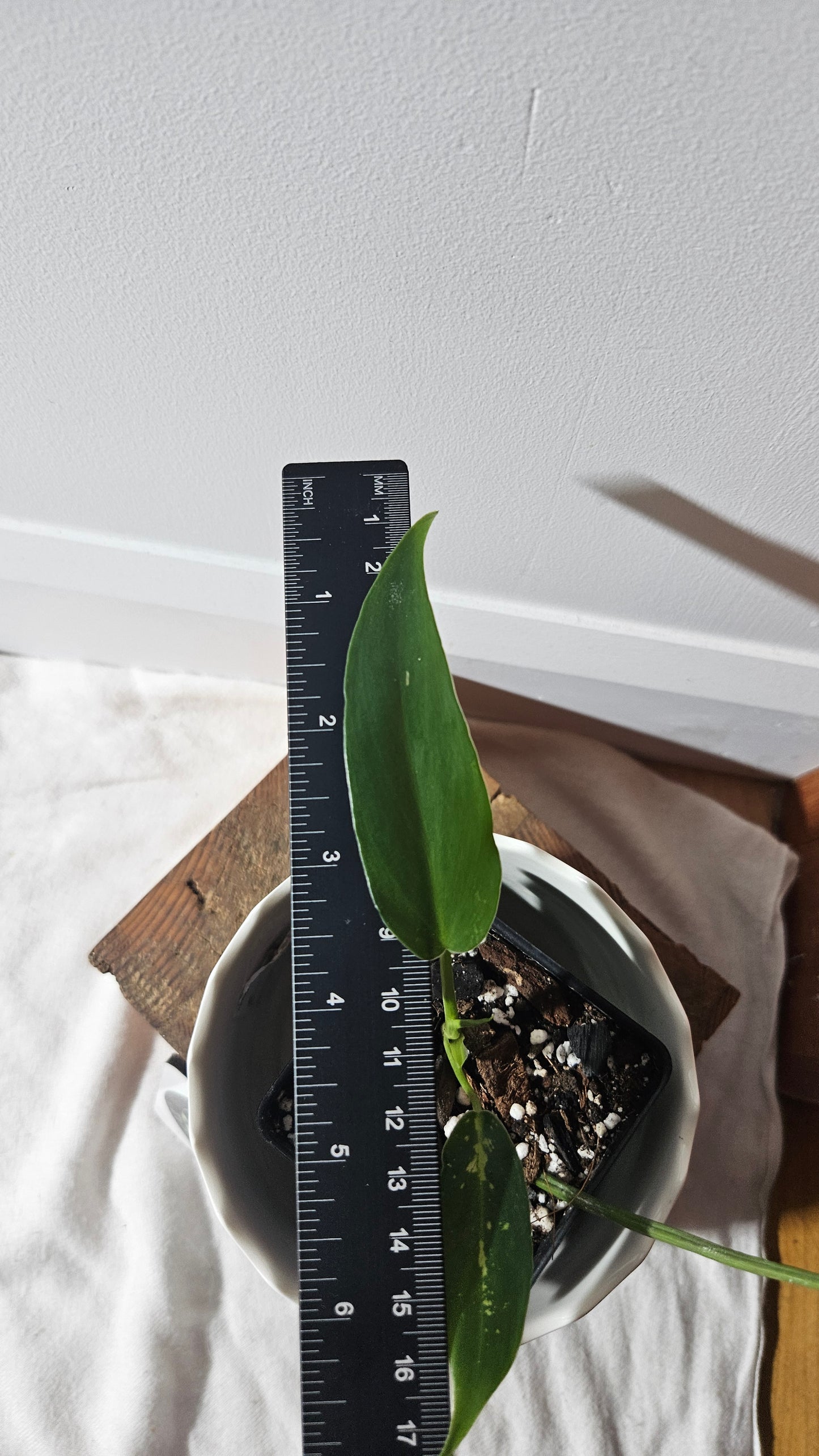Philodendron Golden Dragon (PHI-766)