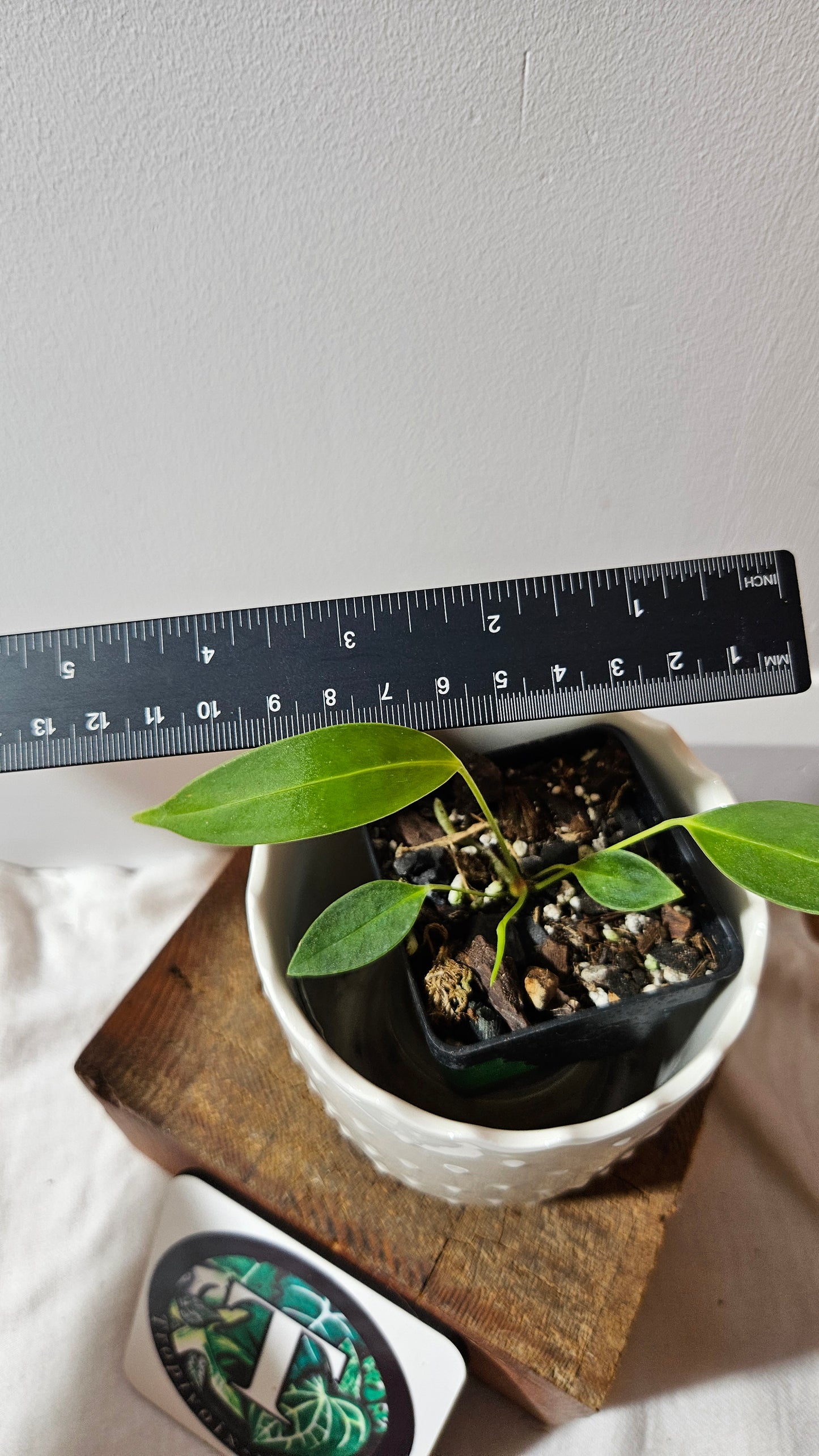 Anthurium Wendlingeri Aff "format PETIT" (ANT-535)