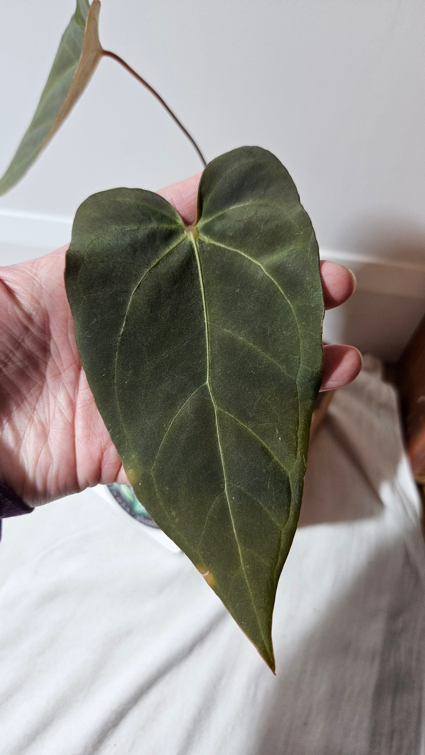Anthurium Blue Ocean (Blue Papi X AOS) "format MOYEN" (ANT-332)