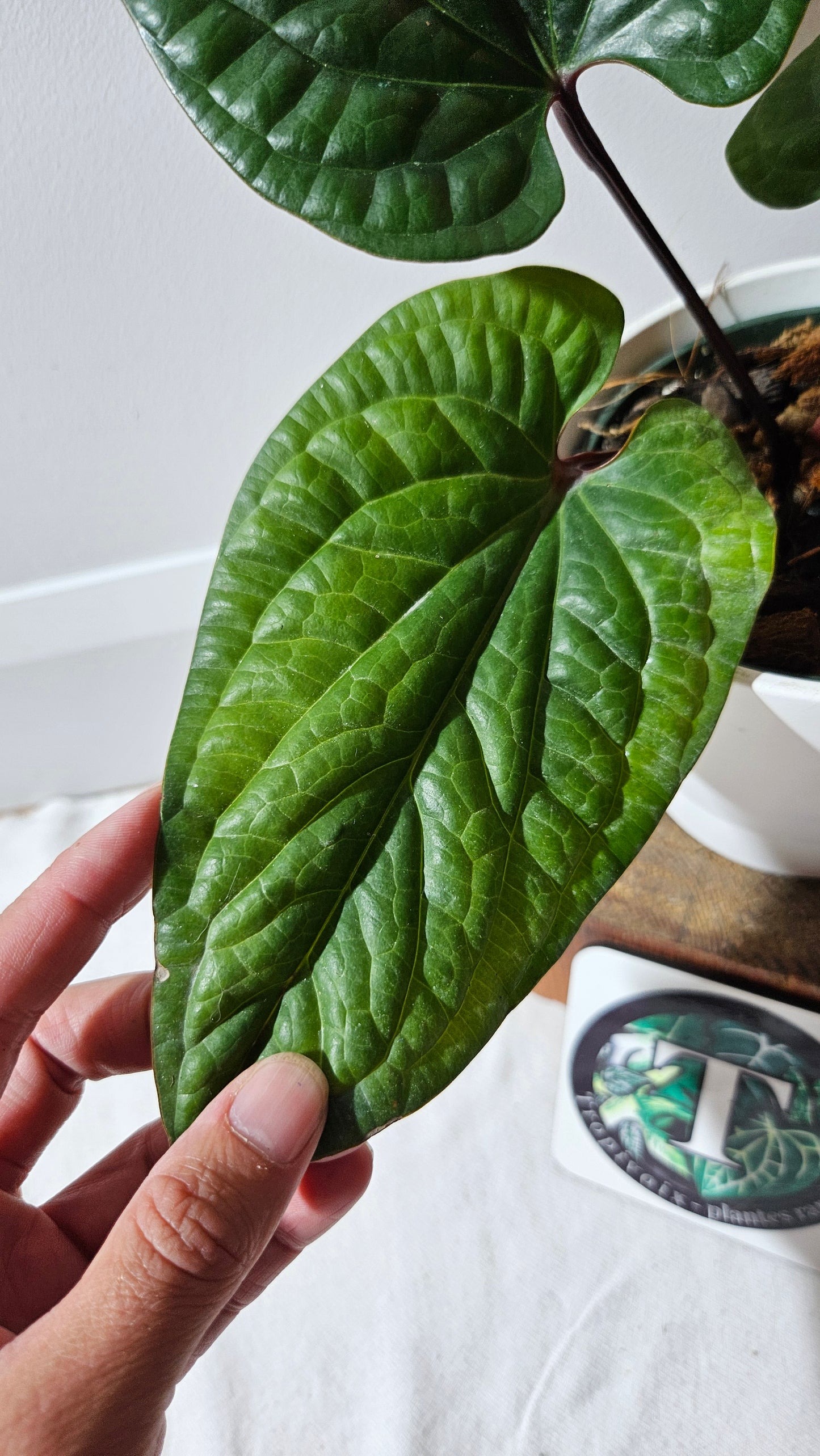 Anthurium Radican "format LARGE" (ANT-497)