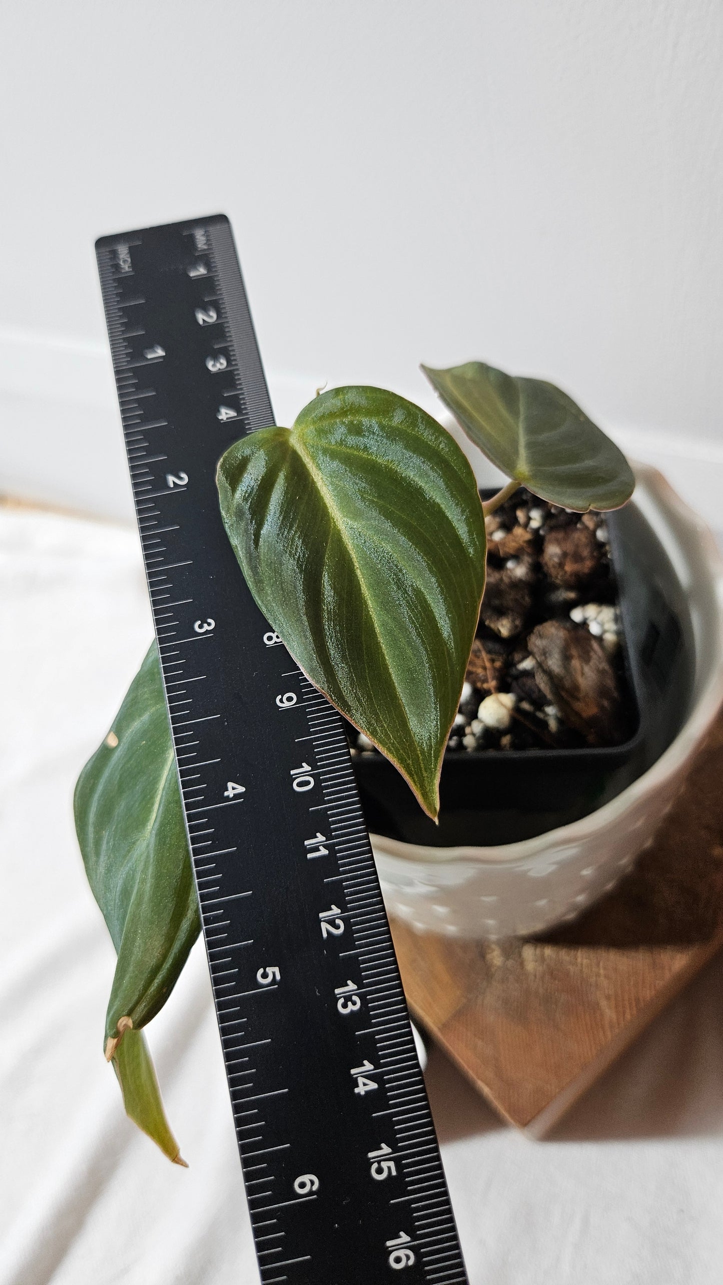 Philodendron Glorious (PHI-836)