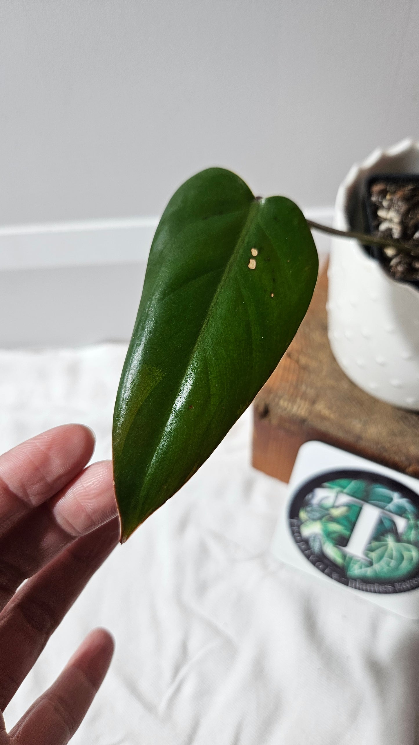 Philodendron Red Emerald (PHI-880)