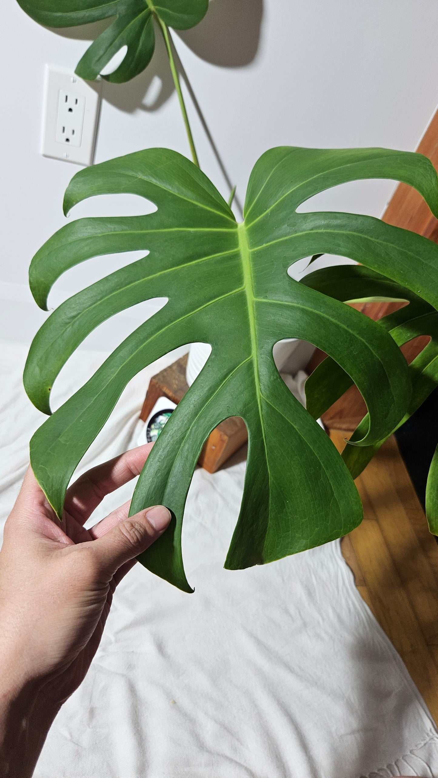 Monstera Brazilian Form (MON-451)
