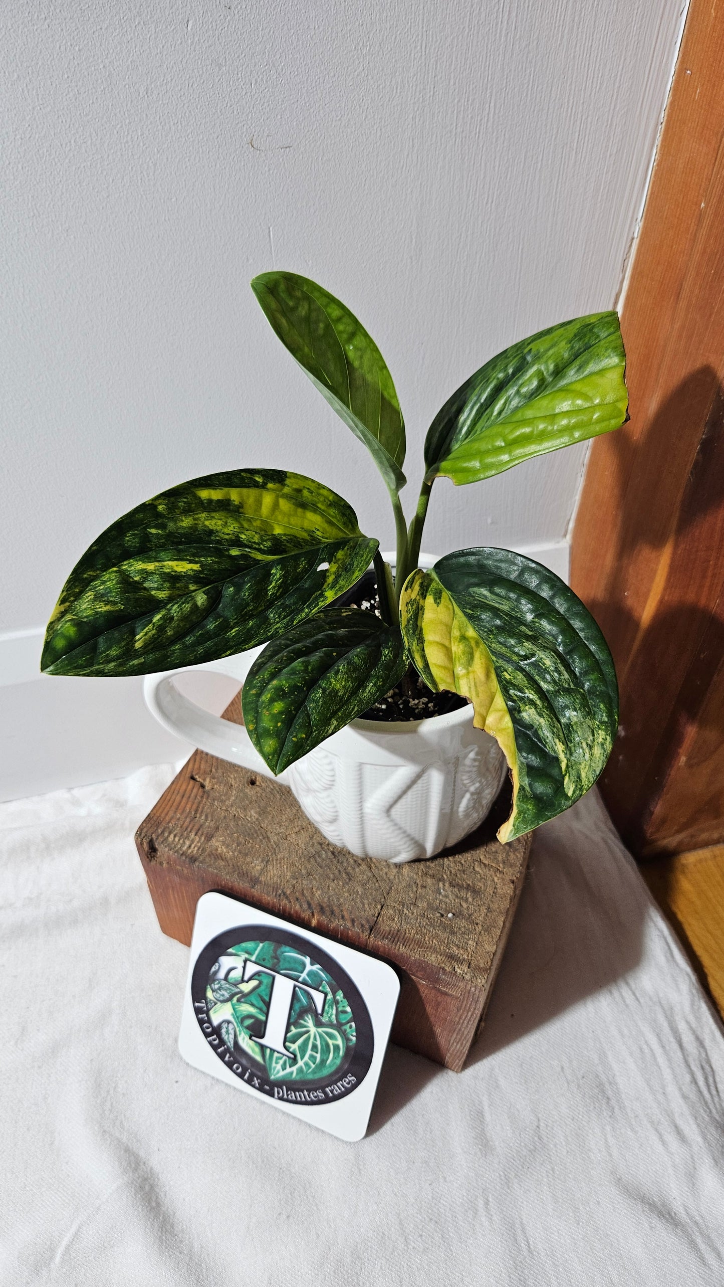 Monstera Karstenianum/Peru Variegata (MON-464)