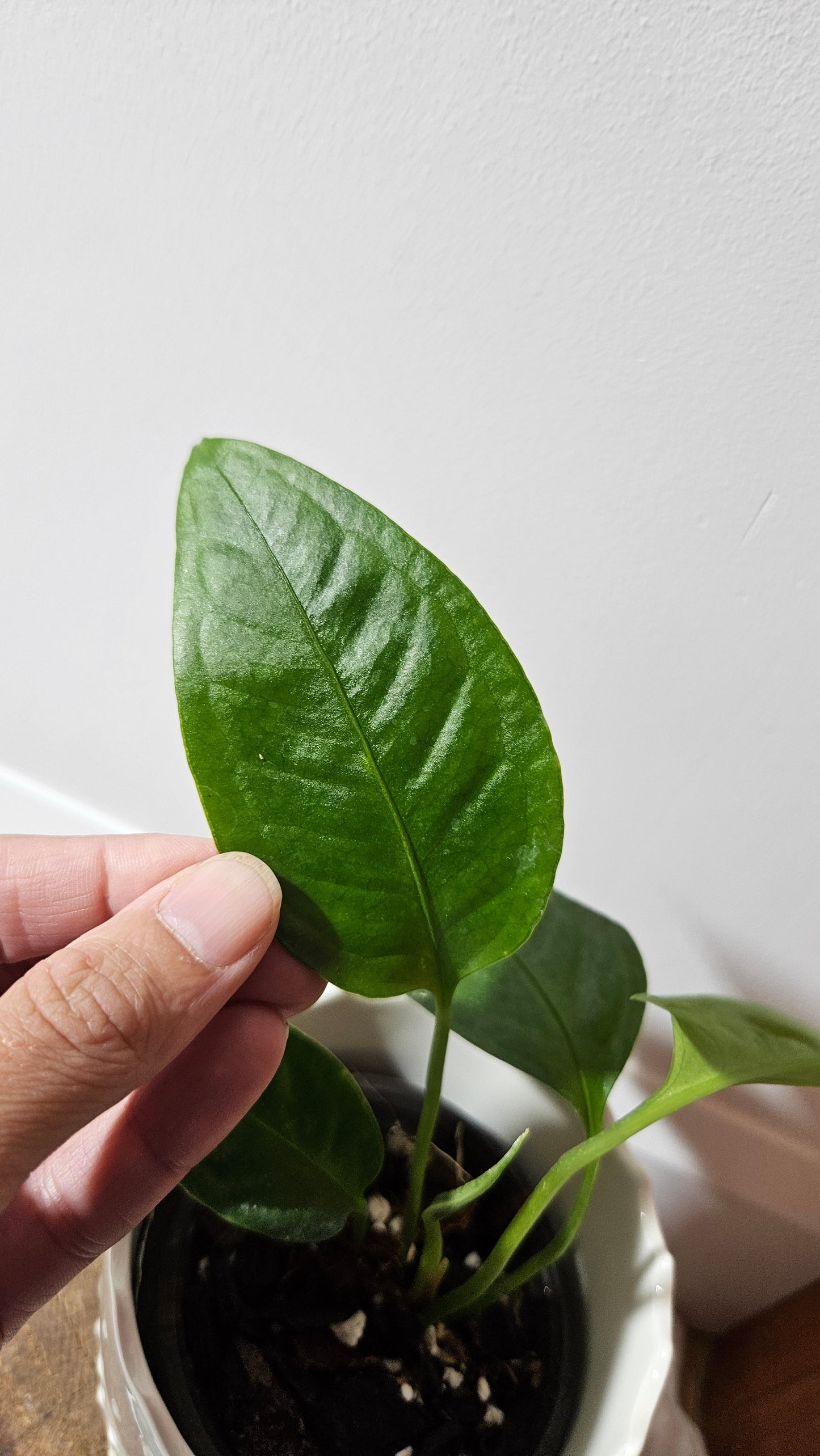 Anthurium Palaquense "format PETIT" (ANT-484)