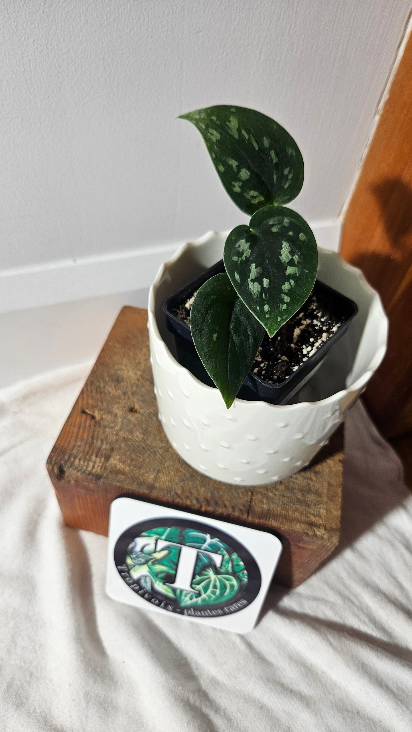Scindapsus Tricolor Duff (SCI-546)