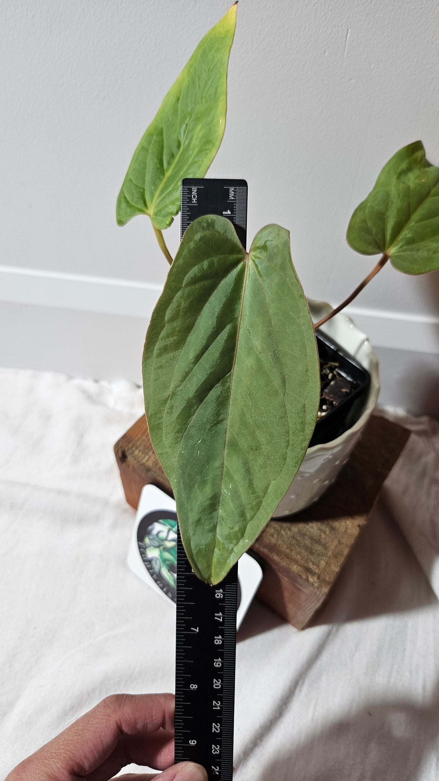Anthurium Kunayalense Narrow "format MOYEN" (ANT-456)