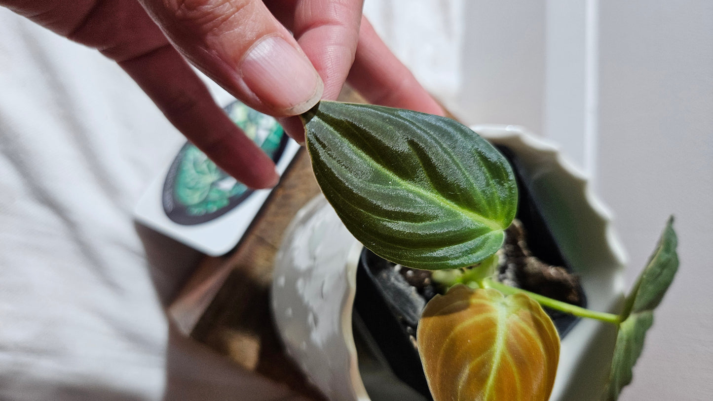 Philodendron Melanochrysum (PHI-863)