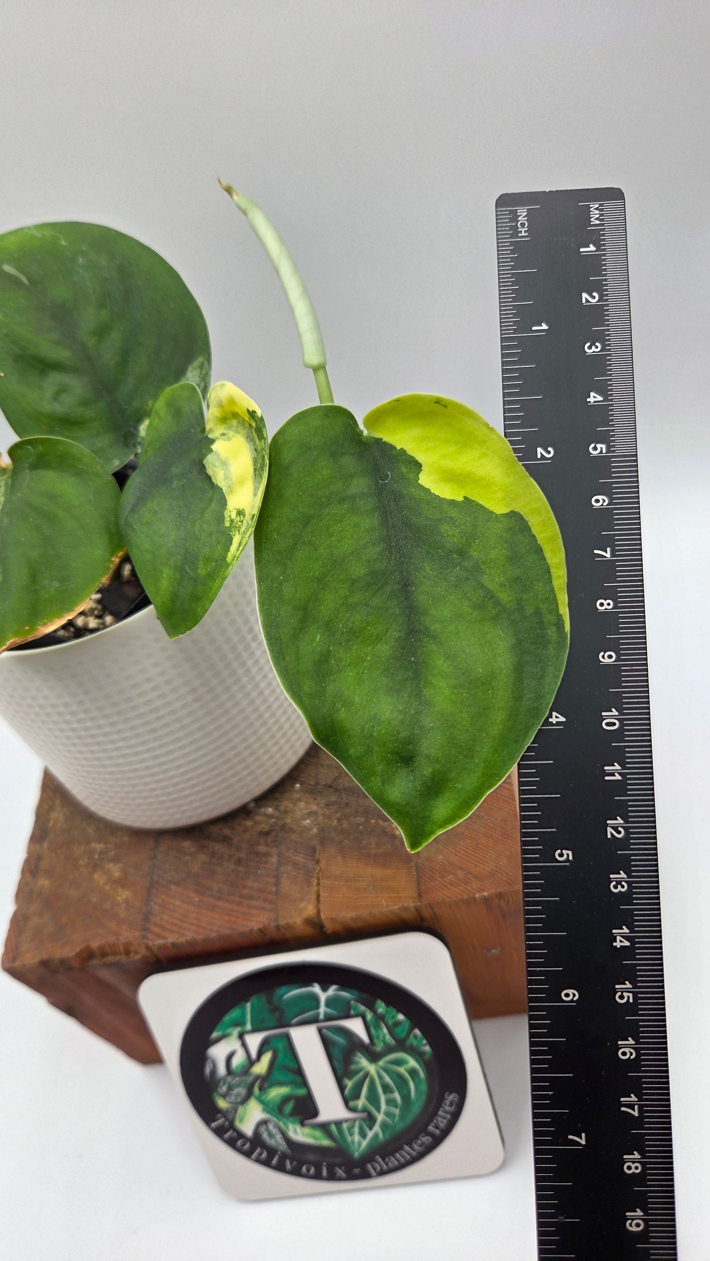 Scindapsus Jade Satin Aurea (SCI-487)