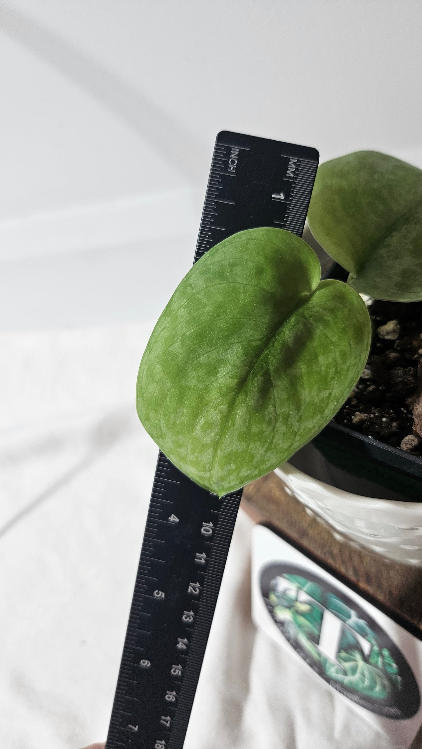 Scindapsus Silver Tattoo (SCI-967)