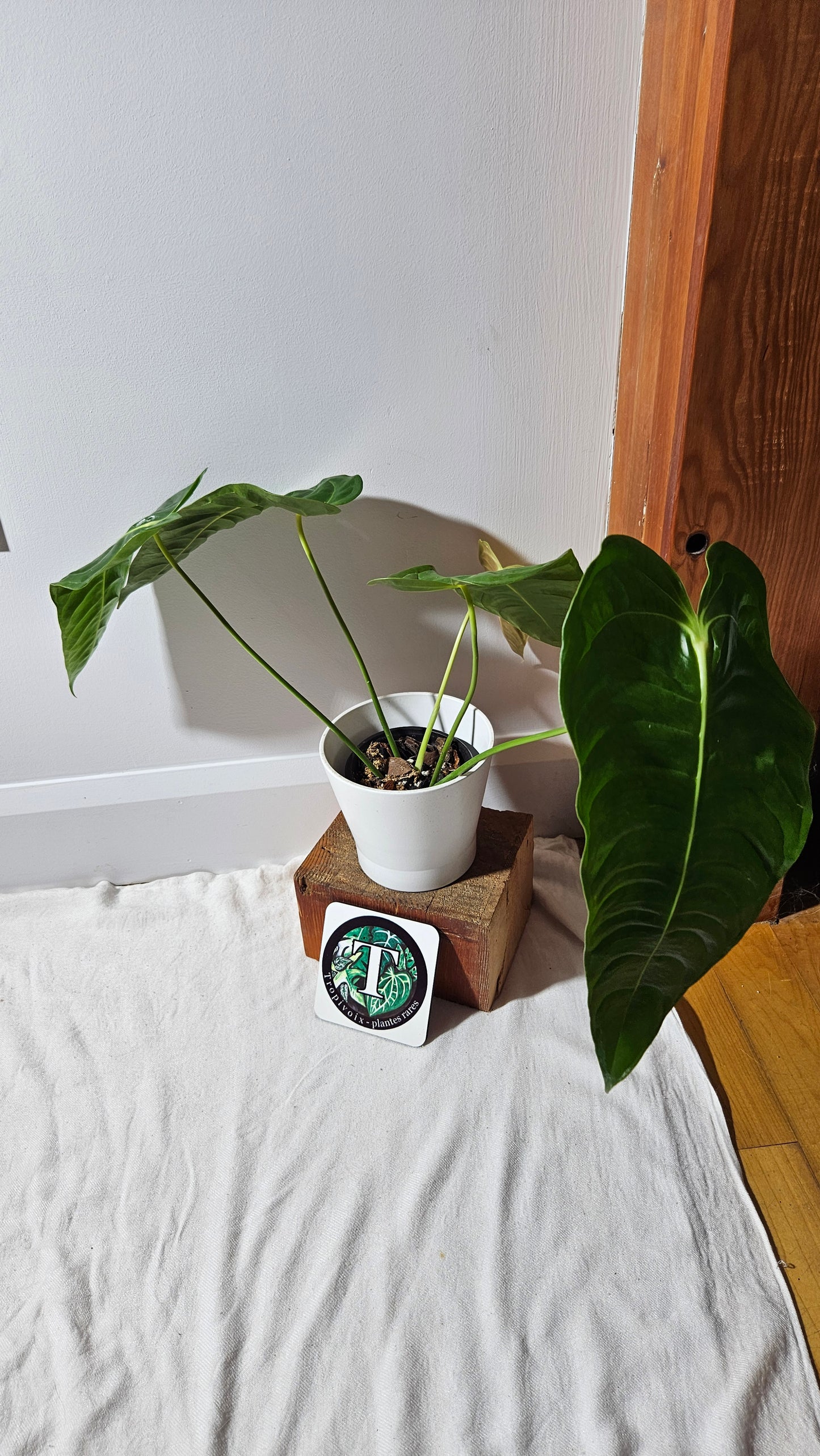Anthurium Veitchii "format LARGE" (ANT-489)