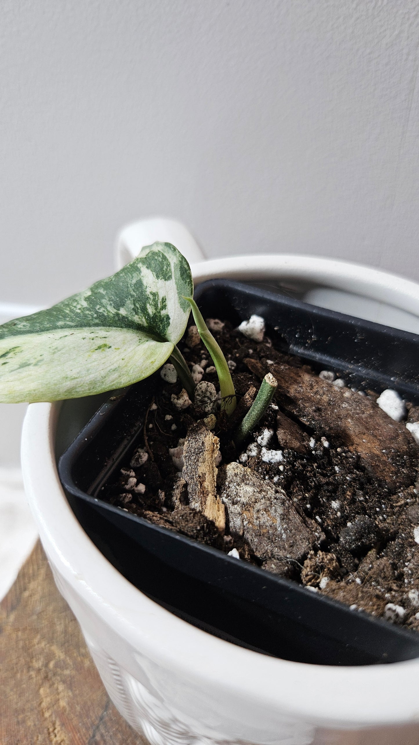 Scindapsus Black Dragon white (SCI-1207)