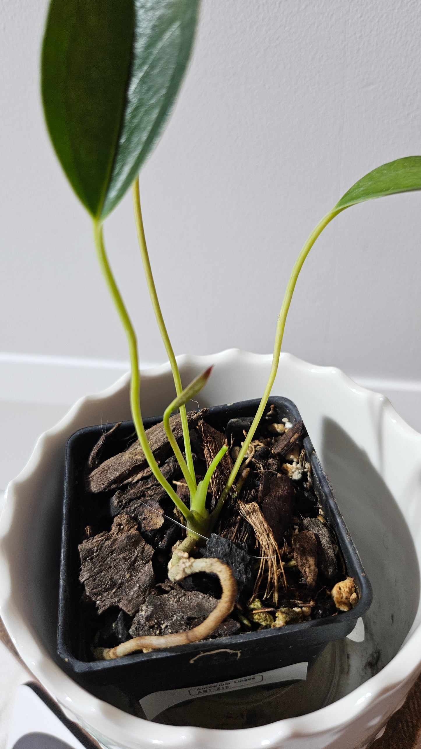 Anthurium Lingua "SMALL Format" (ANT-212)