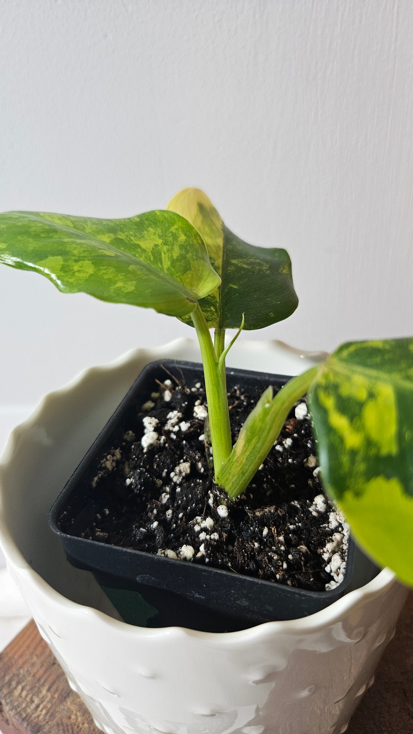 Philodendron Domesticum Variegata (PHI-774)