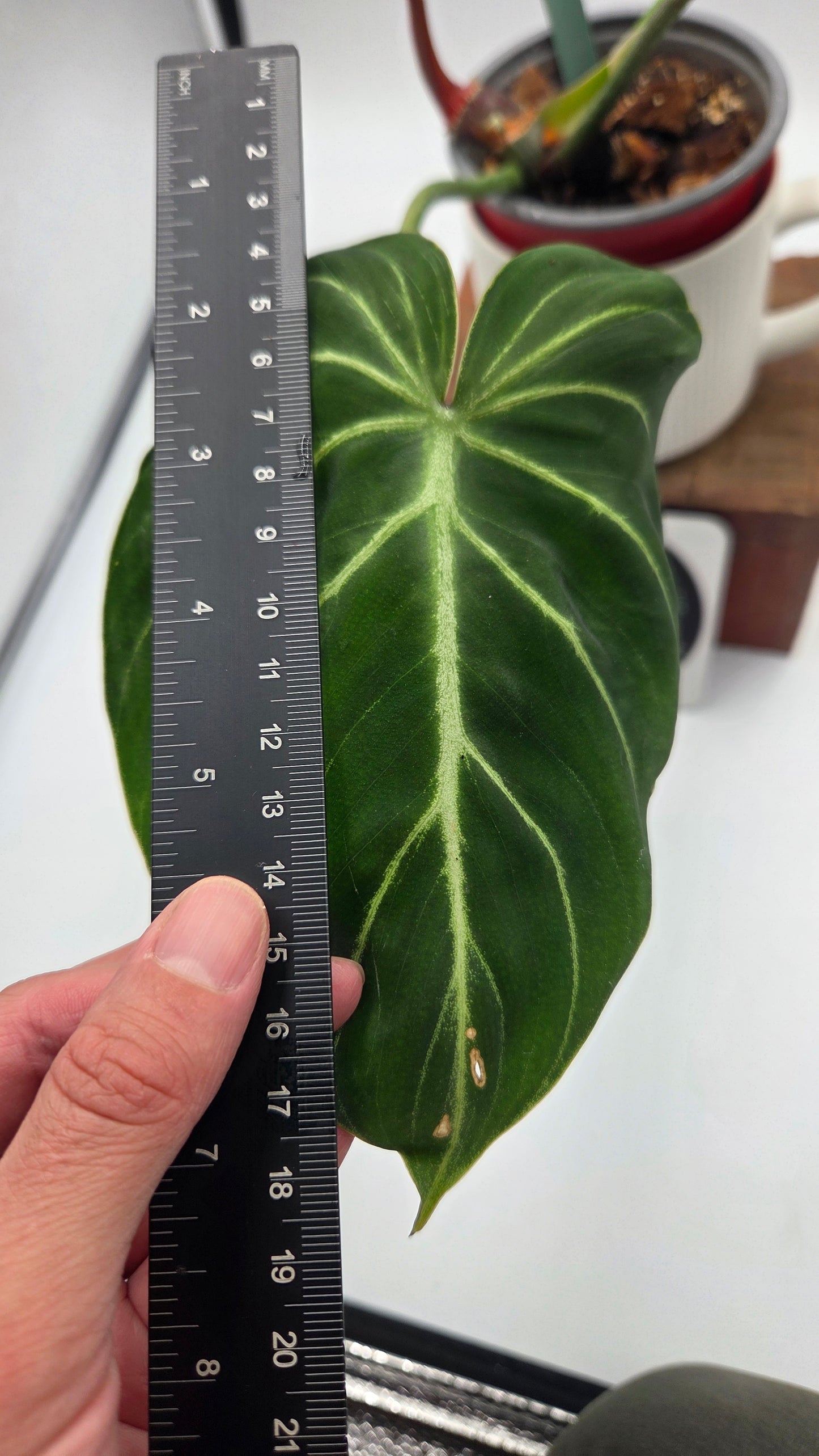 Philodendron Gloriosum Pink (PHI-1047)