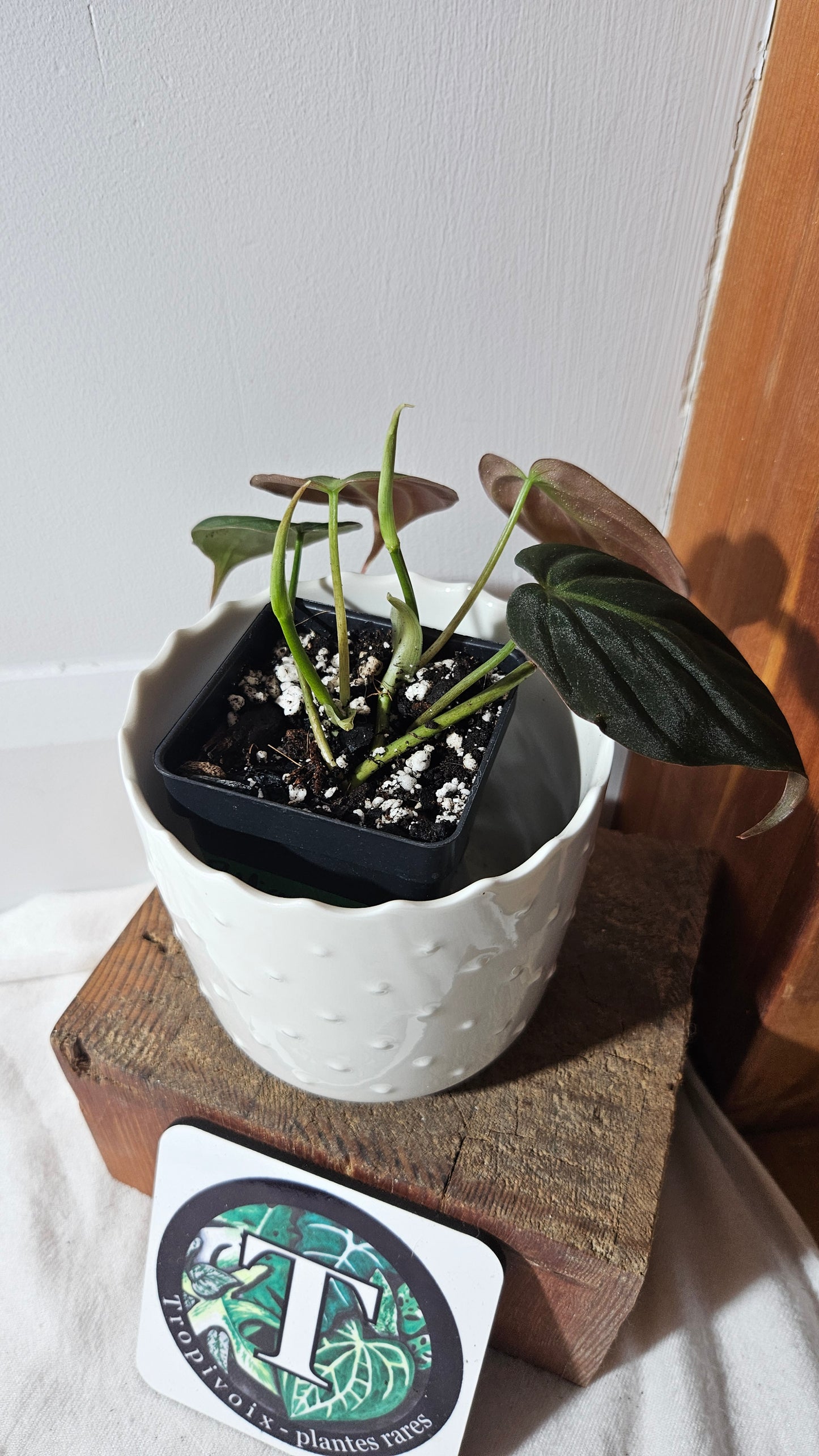 Philodendron Mican Var. REVERT (PHI-786)