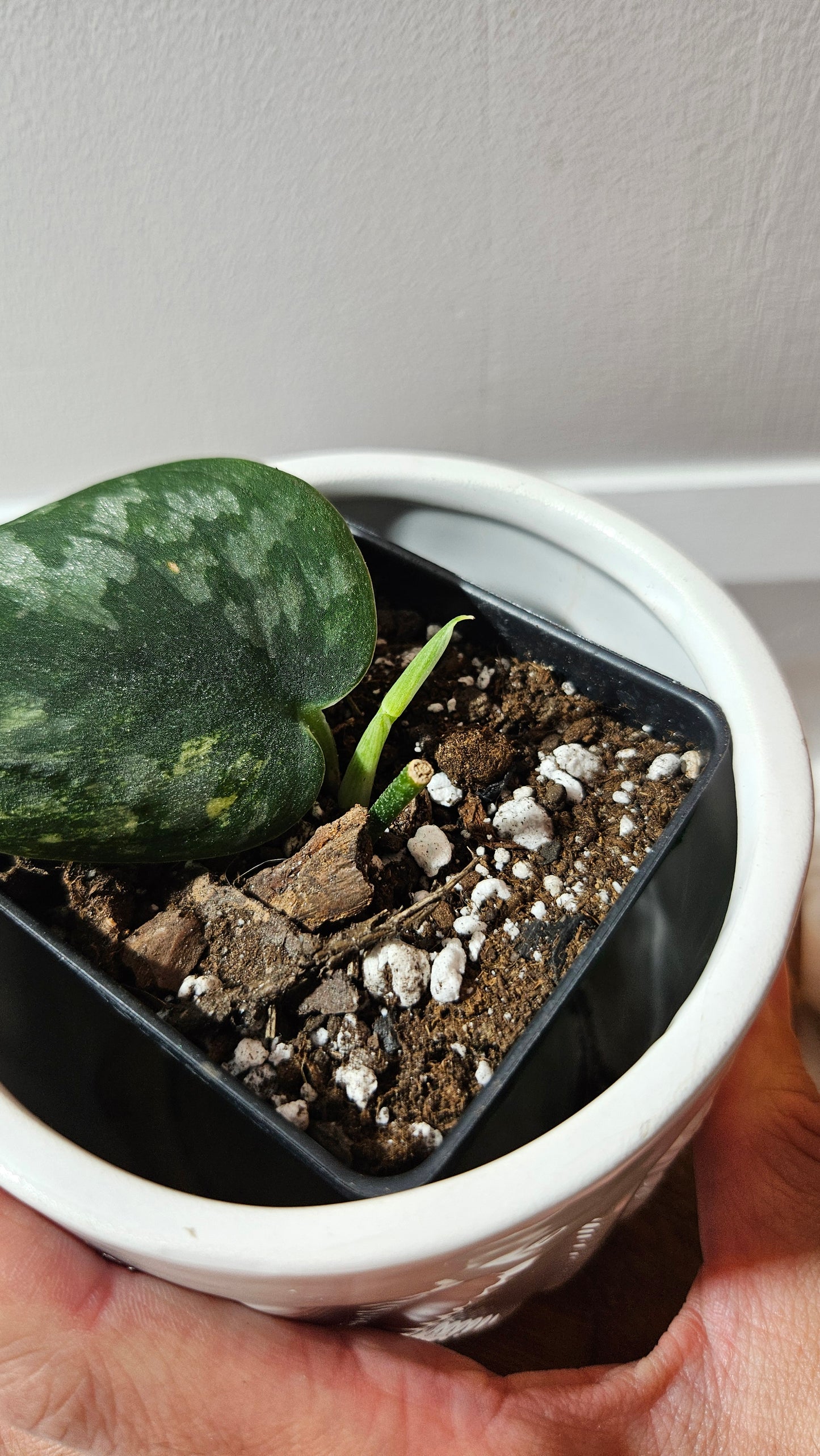 Scindapsus Green Diamond (SCI-1263)
